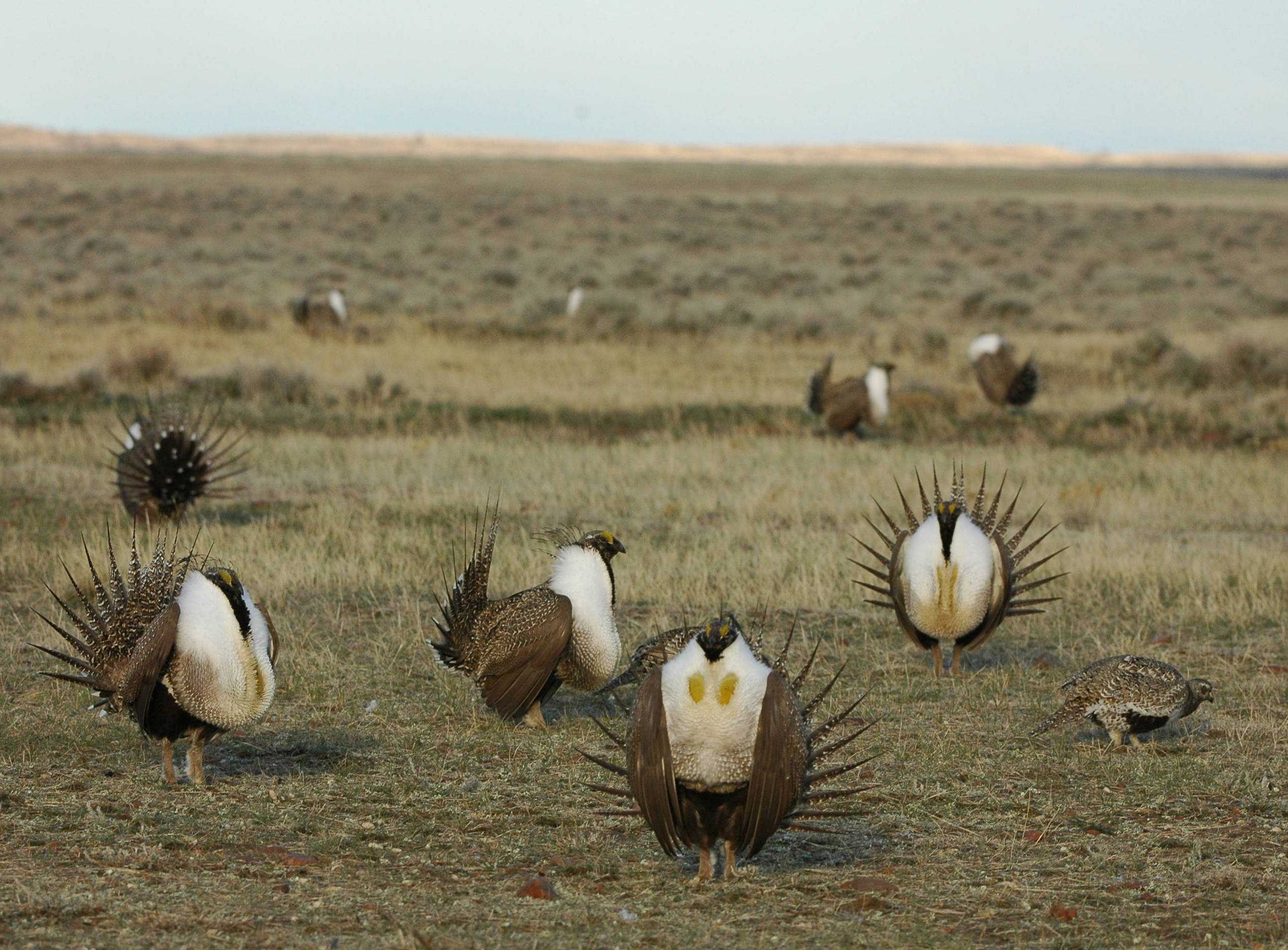 Input needed on review of sagebrush ecosystems to support greater ...