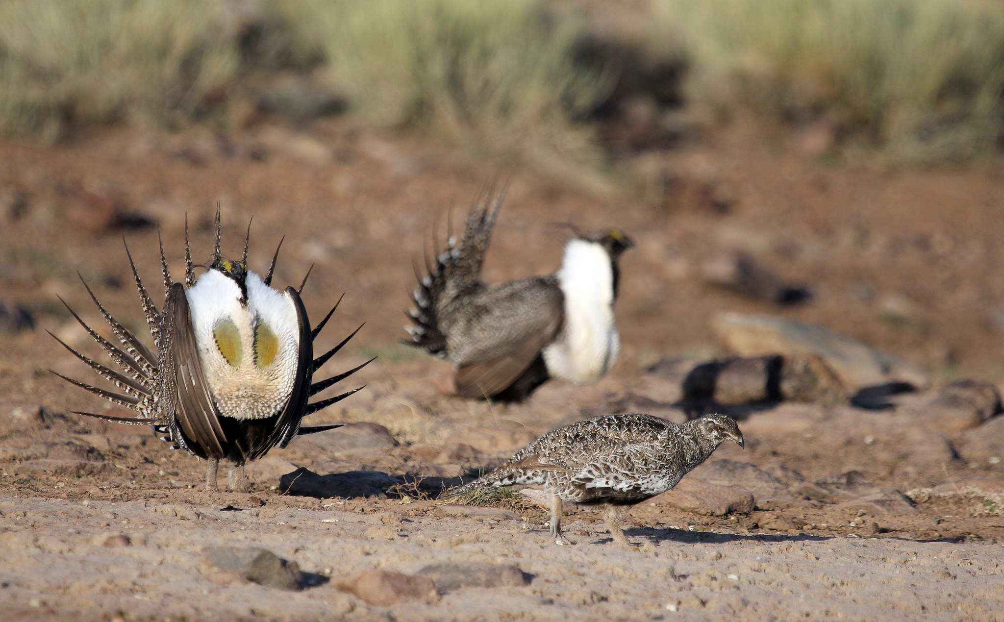 Top 5 Things You Should Know About the Sage Grouse | U.S. Department ...