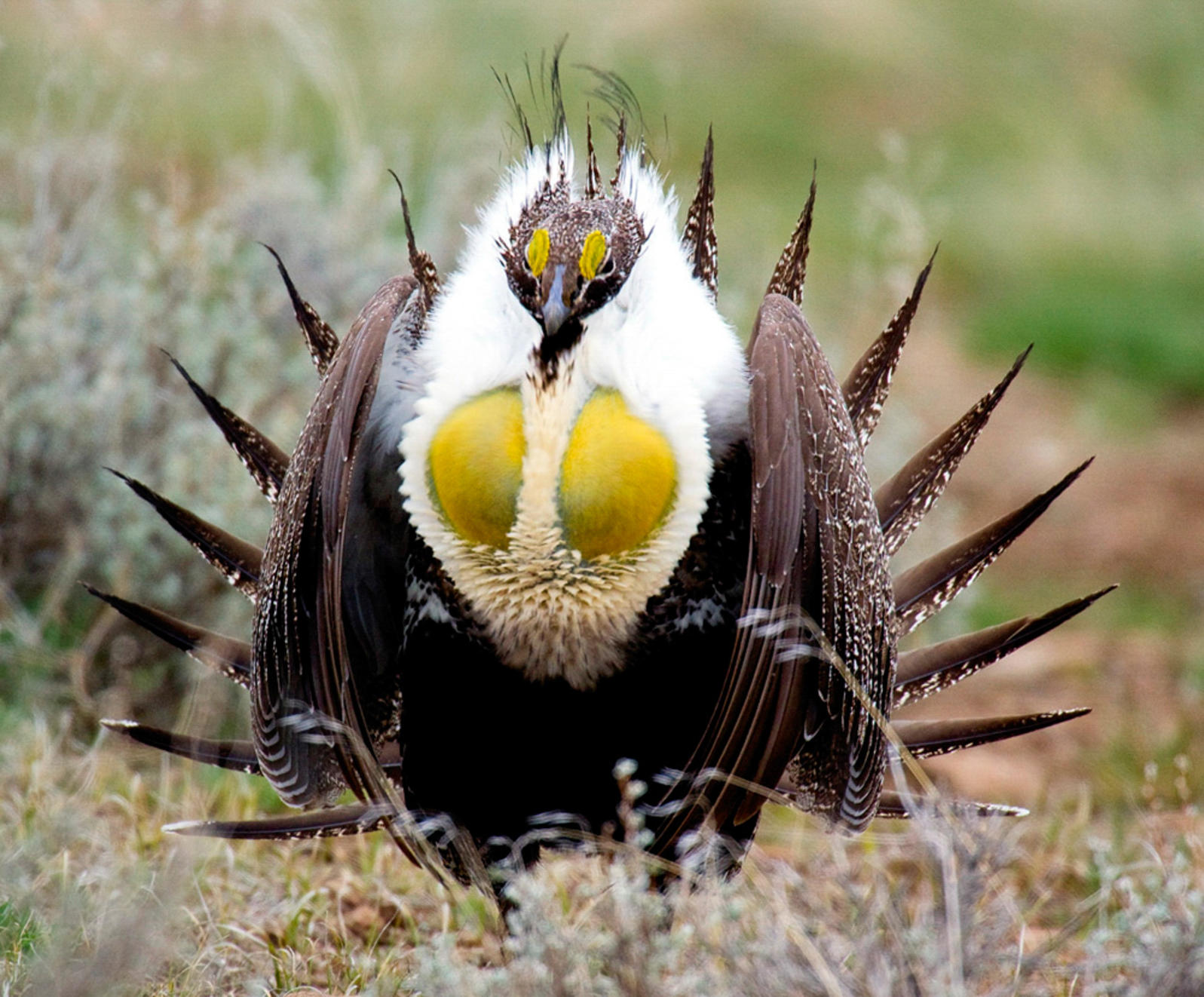 New Review Puts Sage-Grouse Conservation Plans at Risk | Audubon