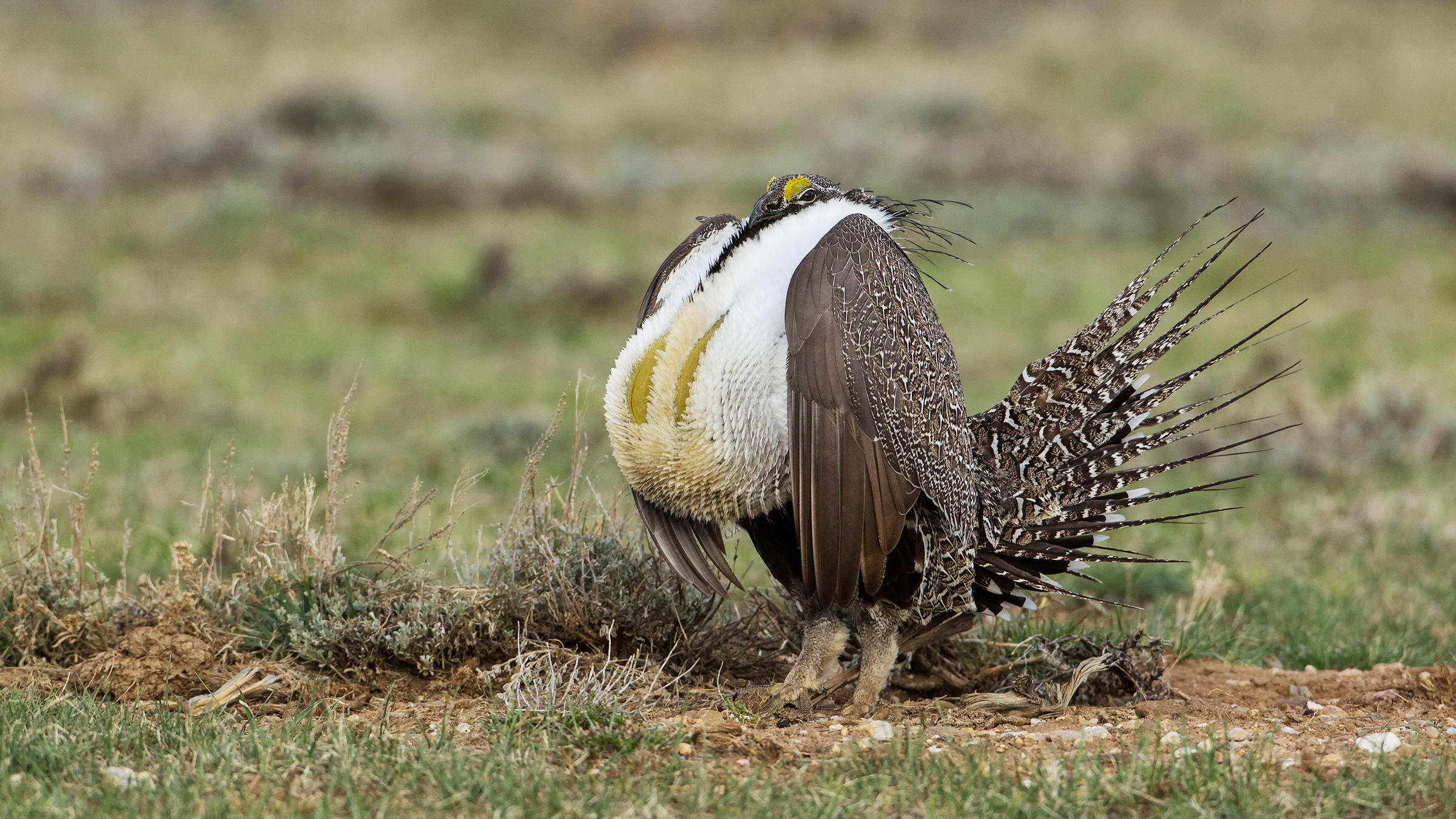 Greater Sage-Grouse | Audubon Field Guide