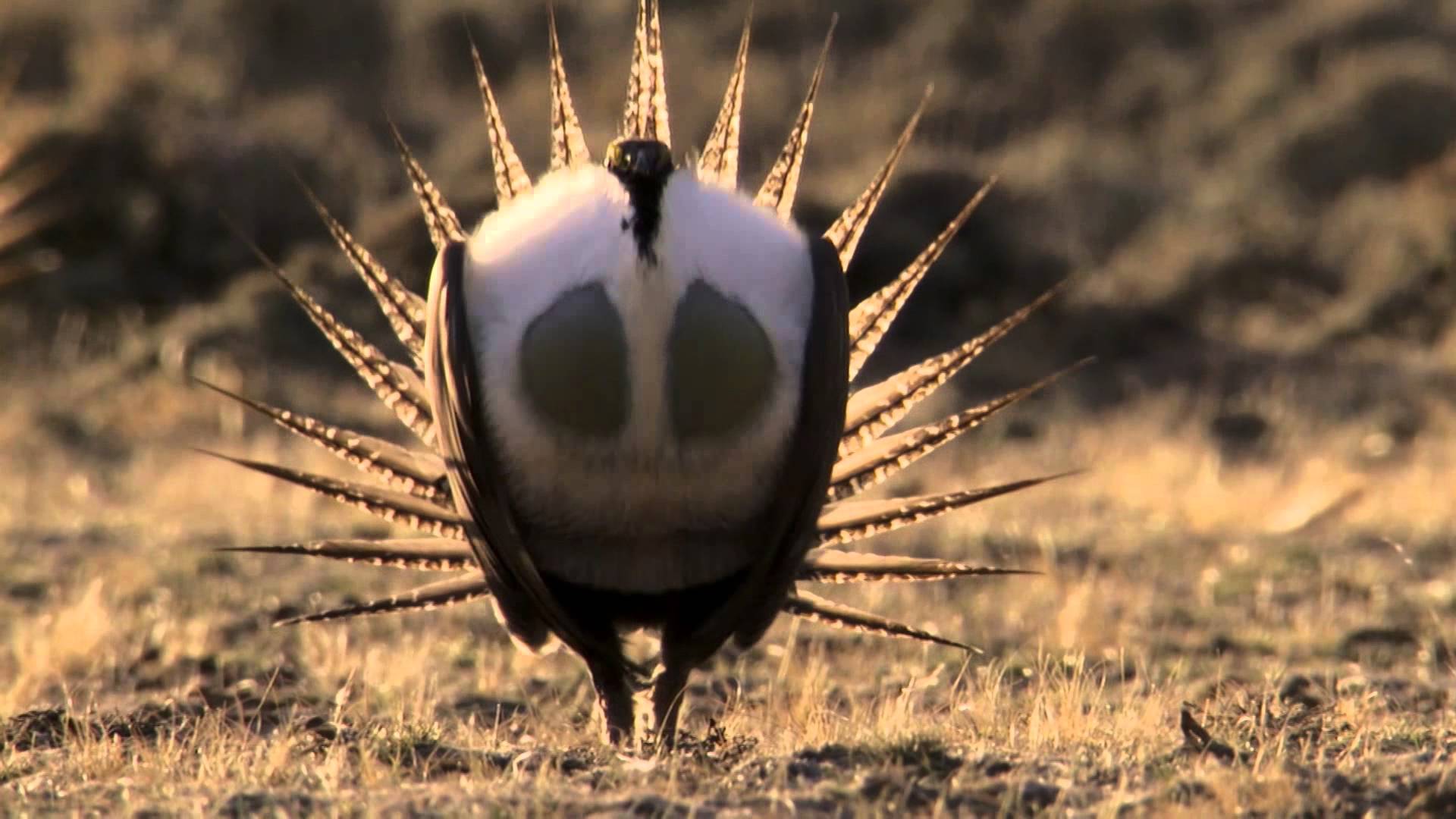 Body-popping sage grouse - Nature's Greatest Dancers: Episode 1 ...