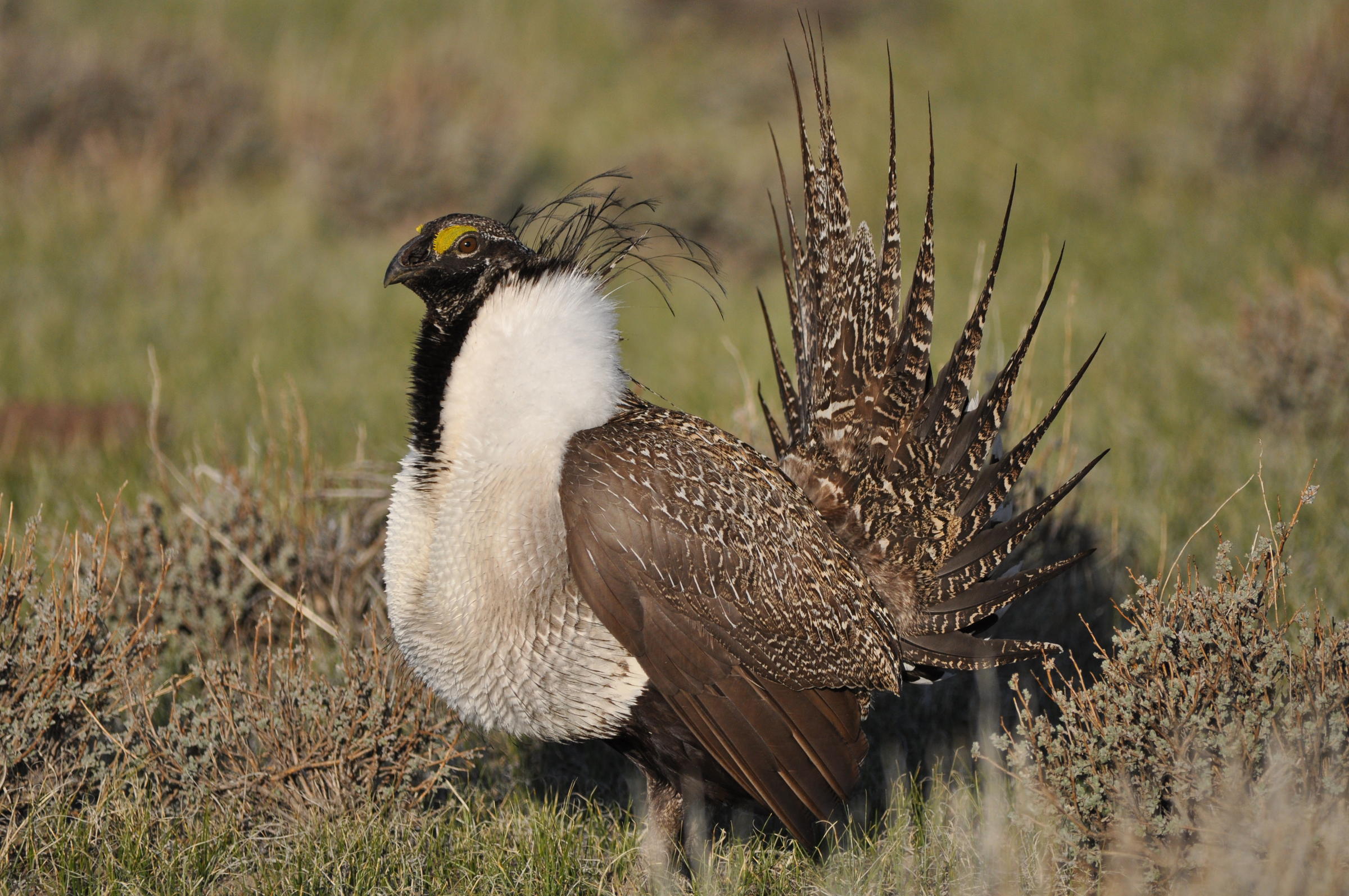 Wildfires Could Decimate Sage Grouse In Coming Decades | Wyoming ...