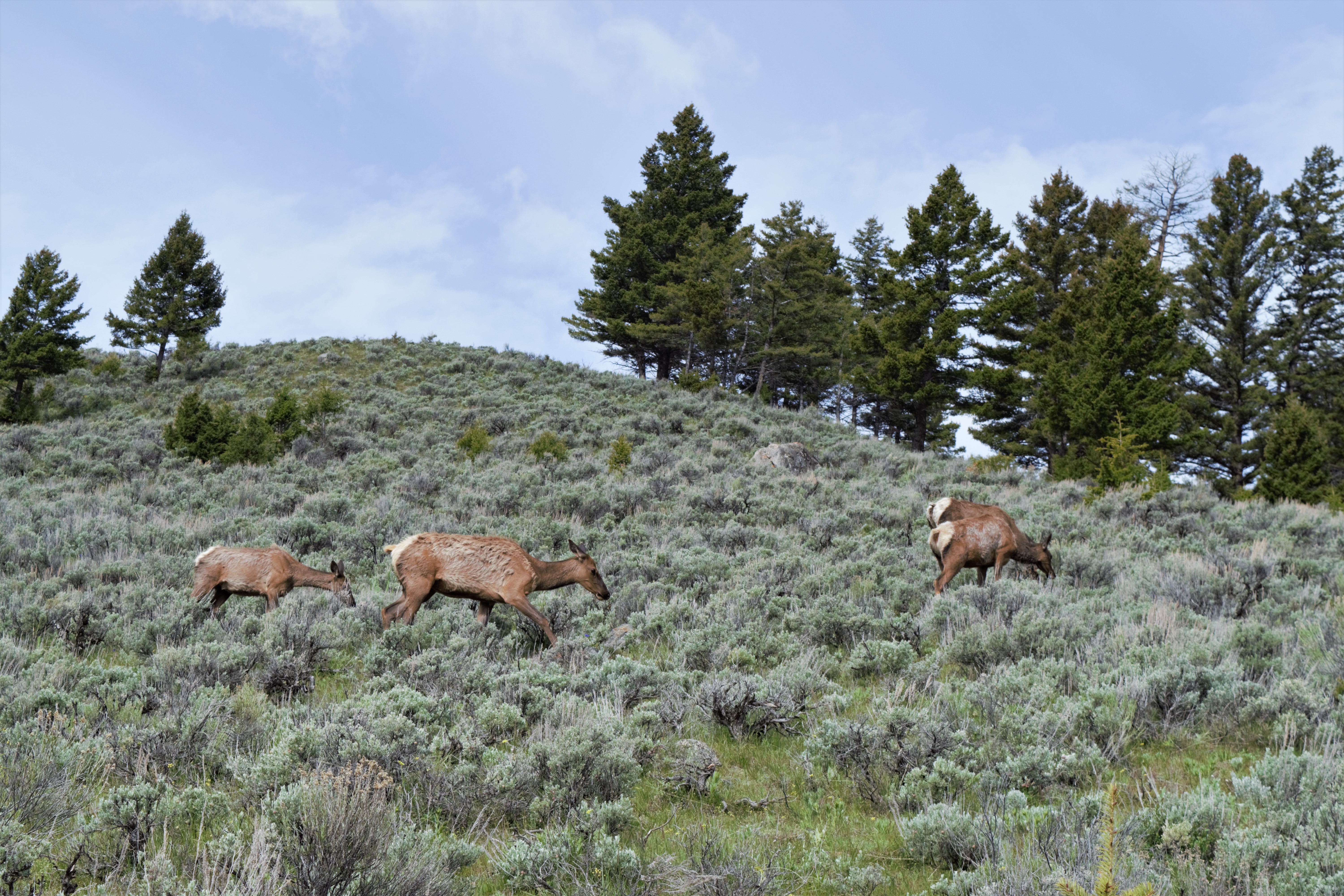 Do Elk Need Sagebrush? - Sage Grouse Initiative