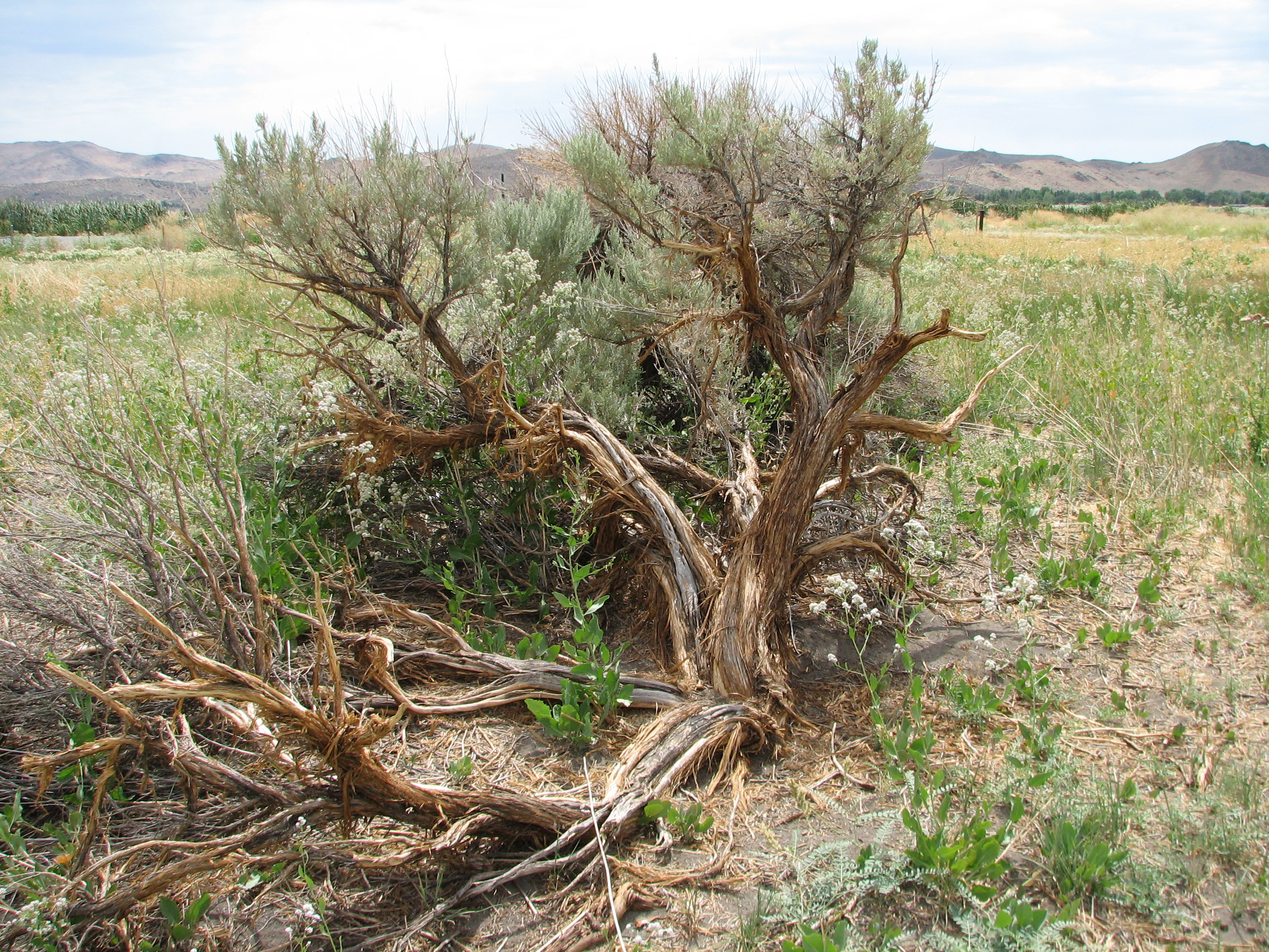 File:Sagebrush with shattered trunk.jpg - Wikimedia Commons