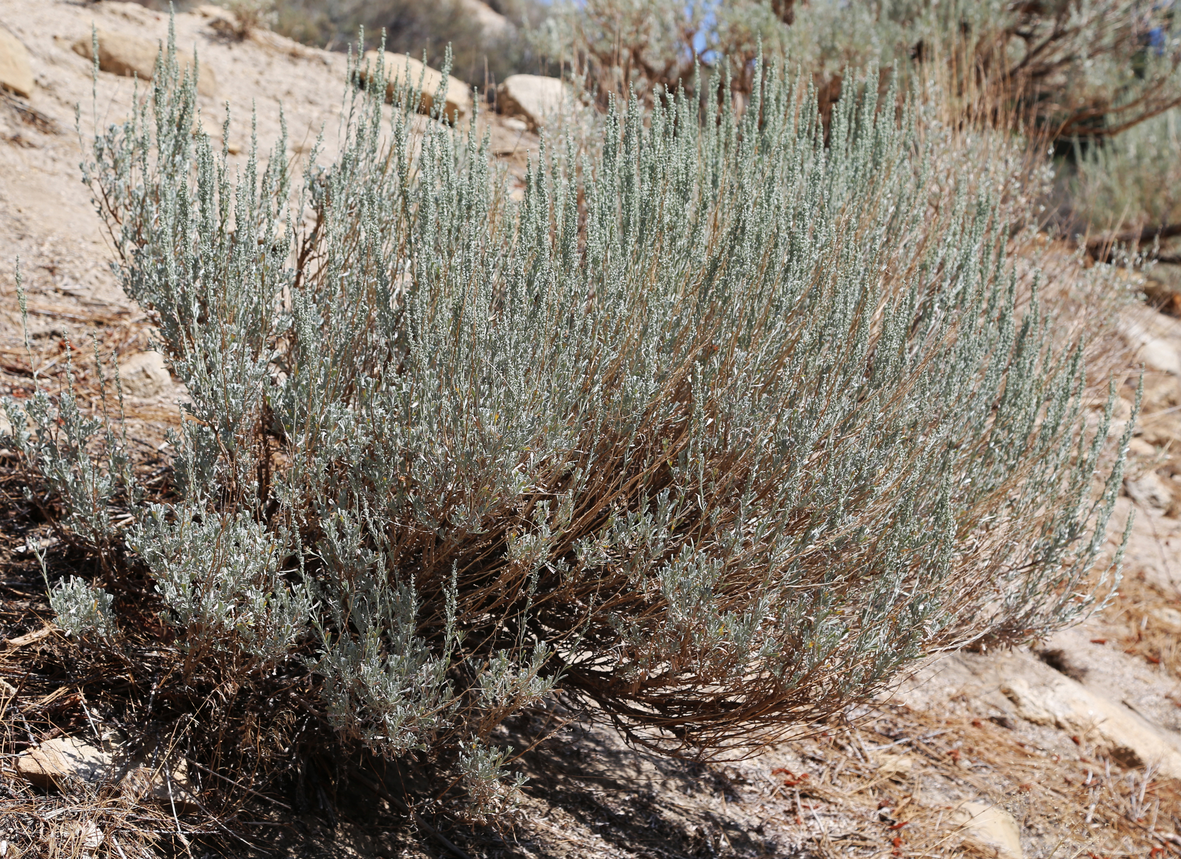 File:Artemisia tridentata sagebrush bush.jpg - Wikimedia Commons