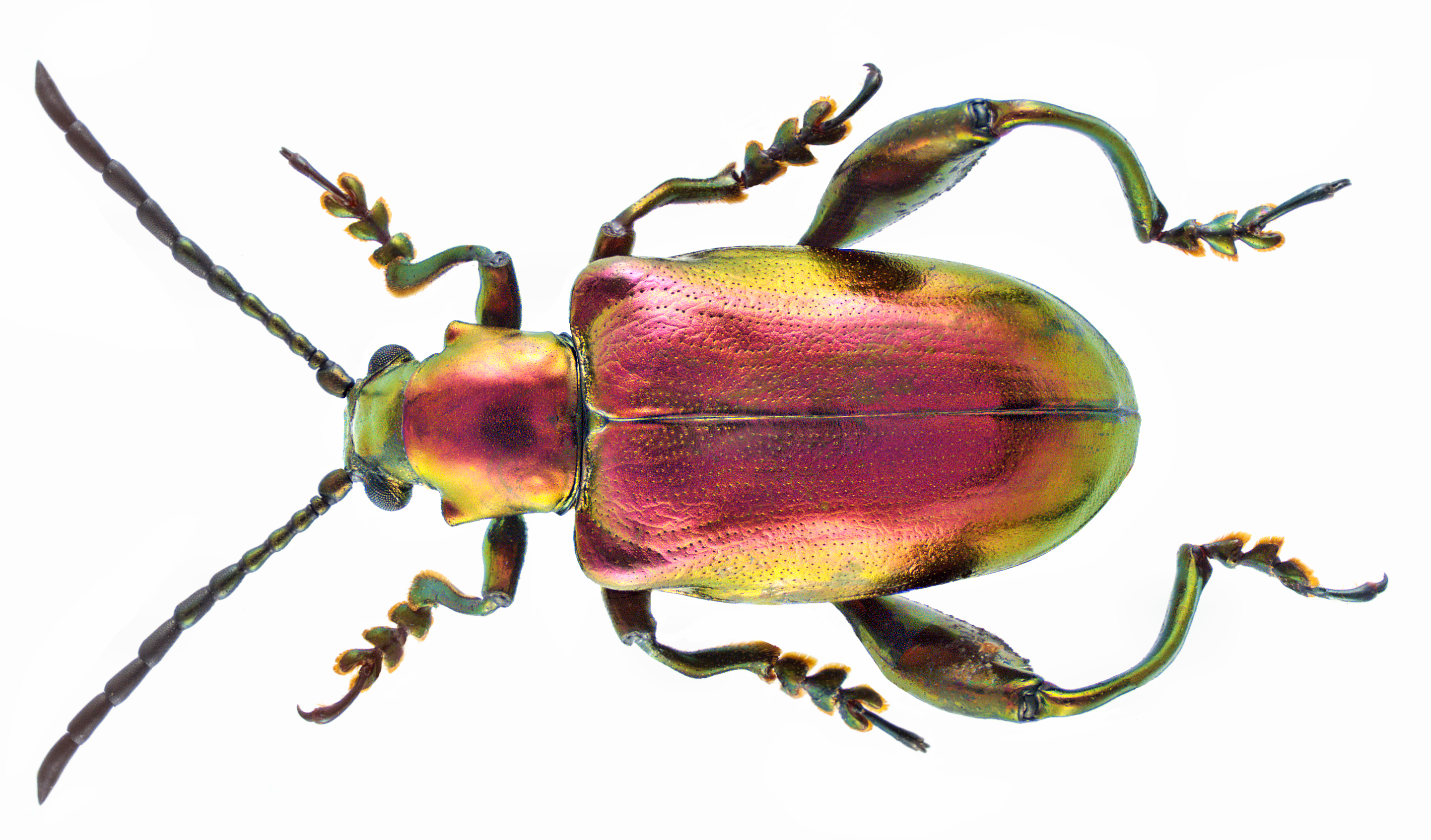 Sagra femorata beetle photo