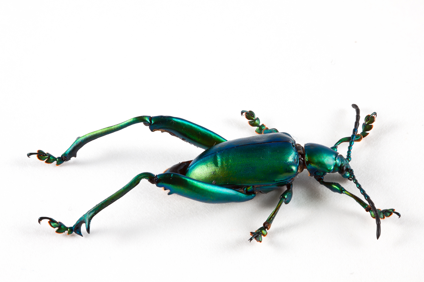 Sagra Femorata Beetle, Animal, Green, Insect, Insectum, HQ Photo
