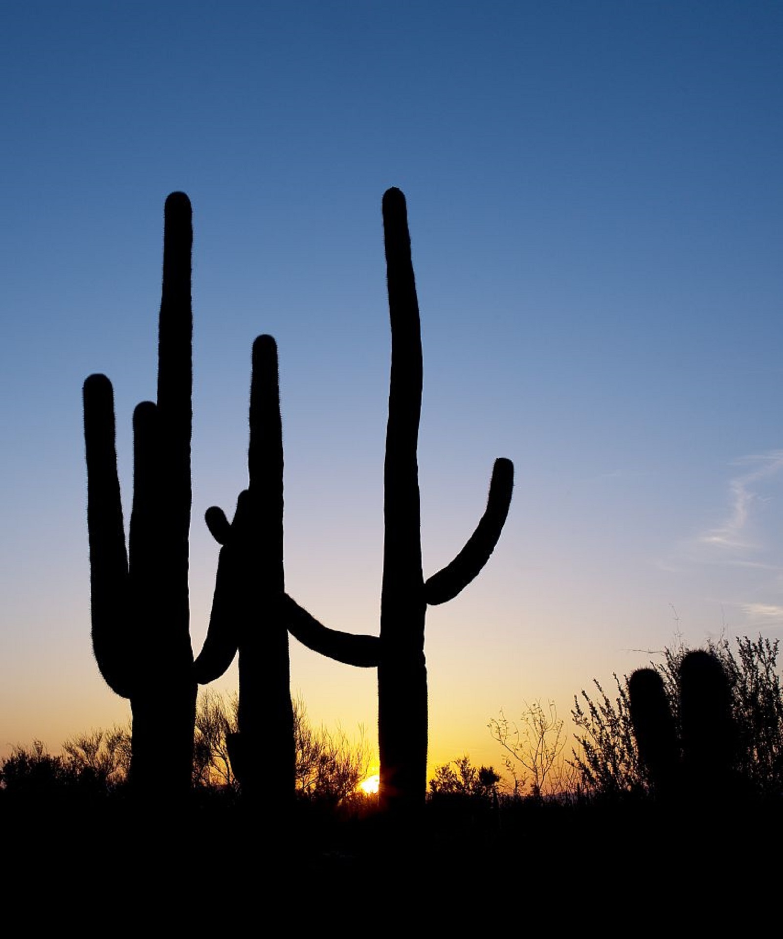 Saguaro cactus photo