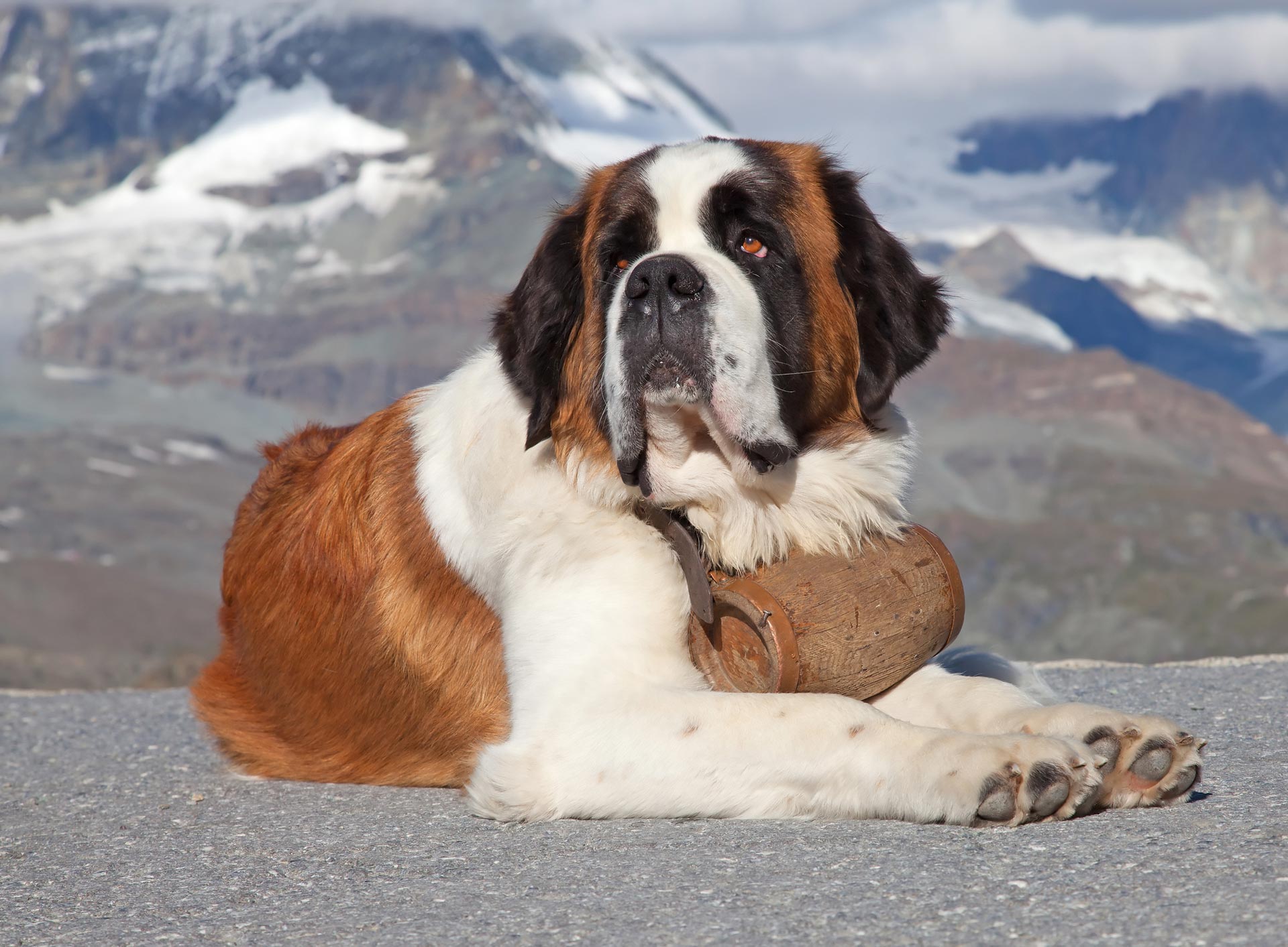 8 Interesting Facts About The St. Bernard | Wag! Dog Walking Blog