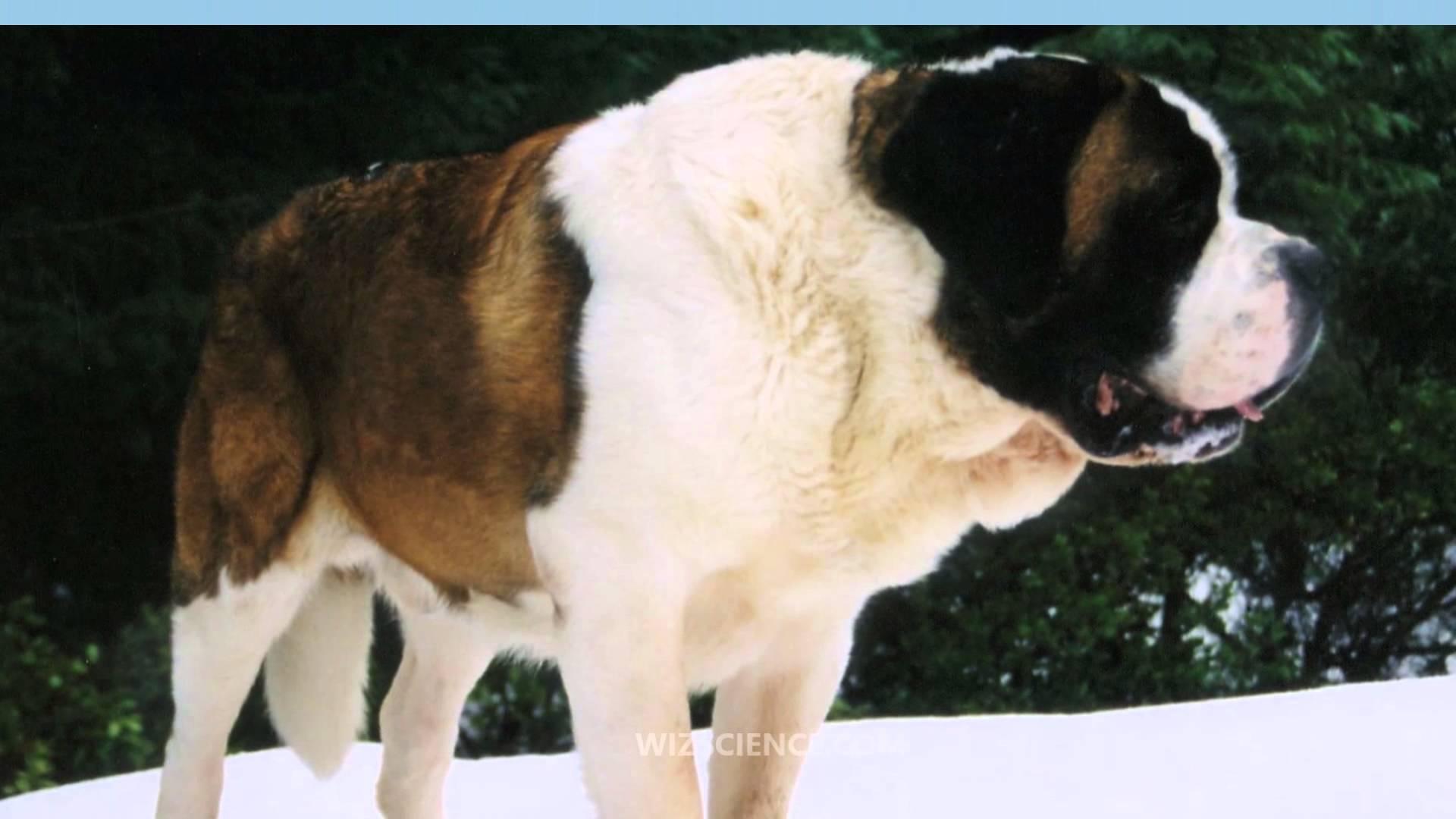 St. Bernard (dog) - Video Learning - WizScience.com - YouTube