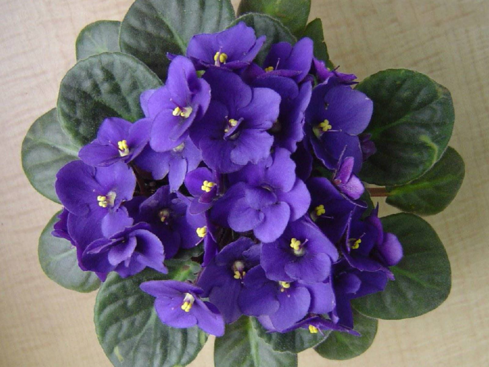 Saintpaulia ionantha - African Violet | Saintpaulia, Violets and Plants