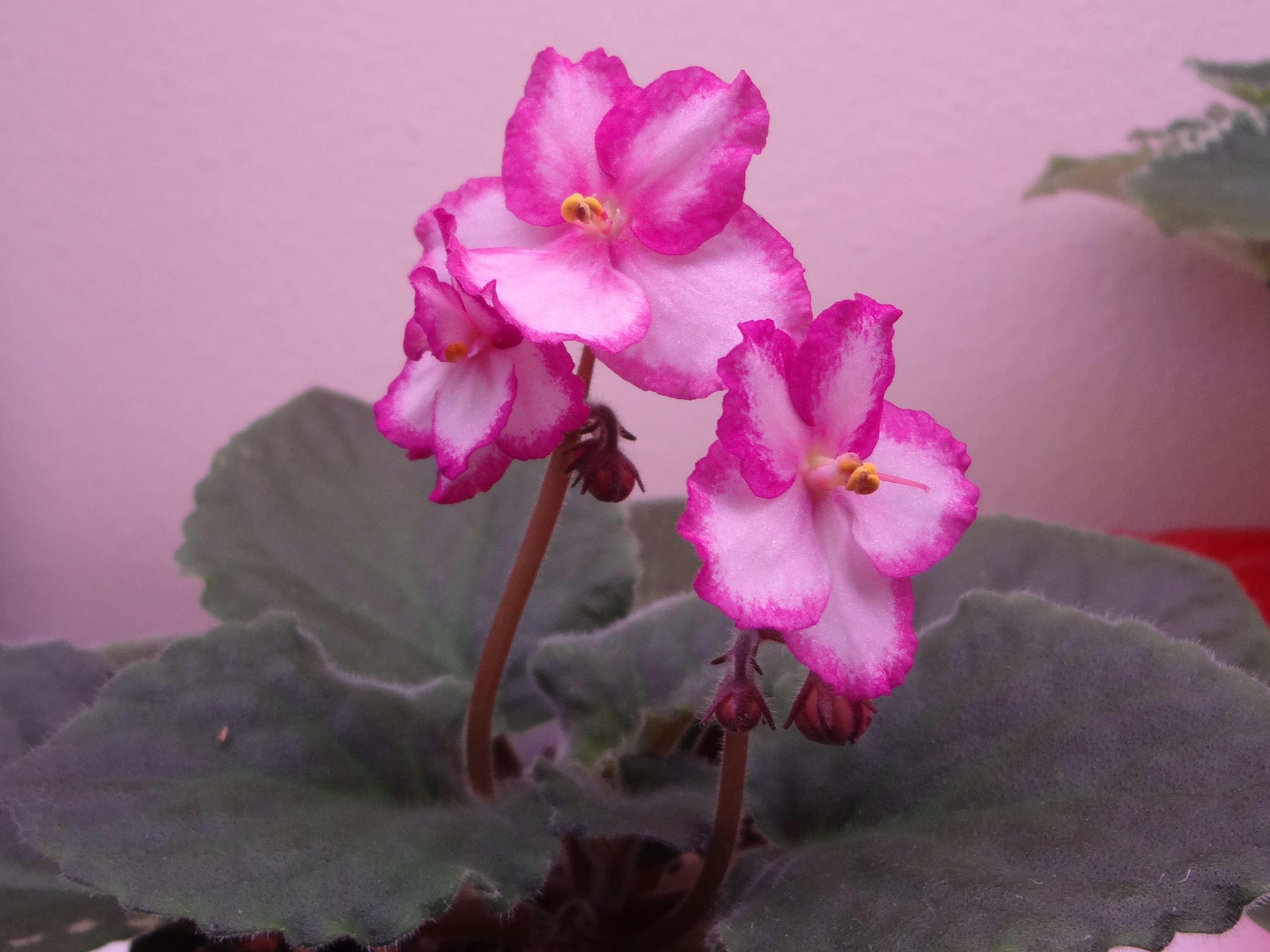 Lady Charm - standard | My African Violets | Pinterest