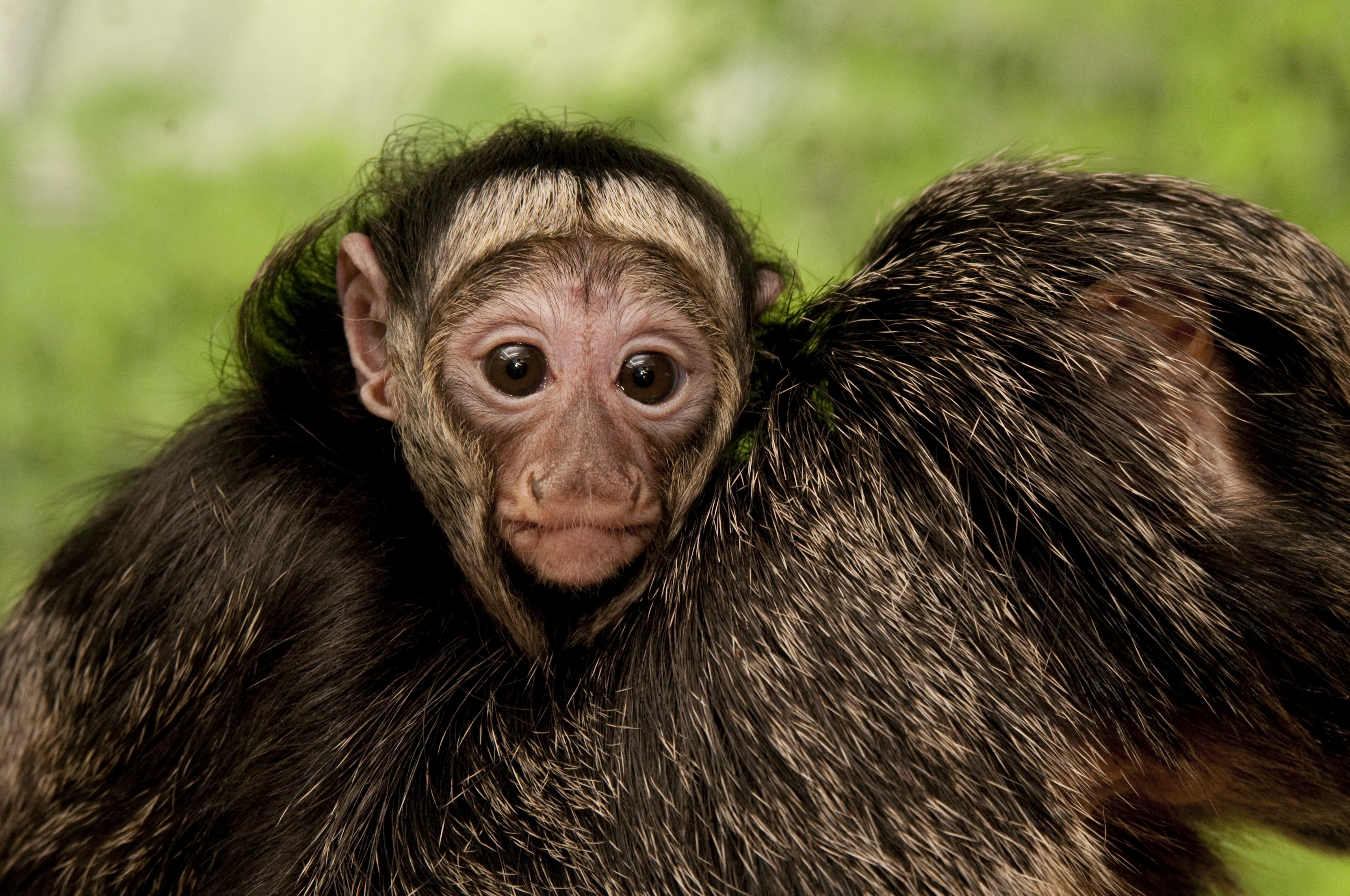 saki monkey | Oregon Zoo