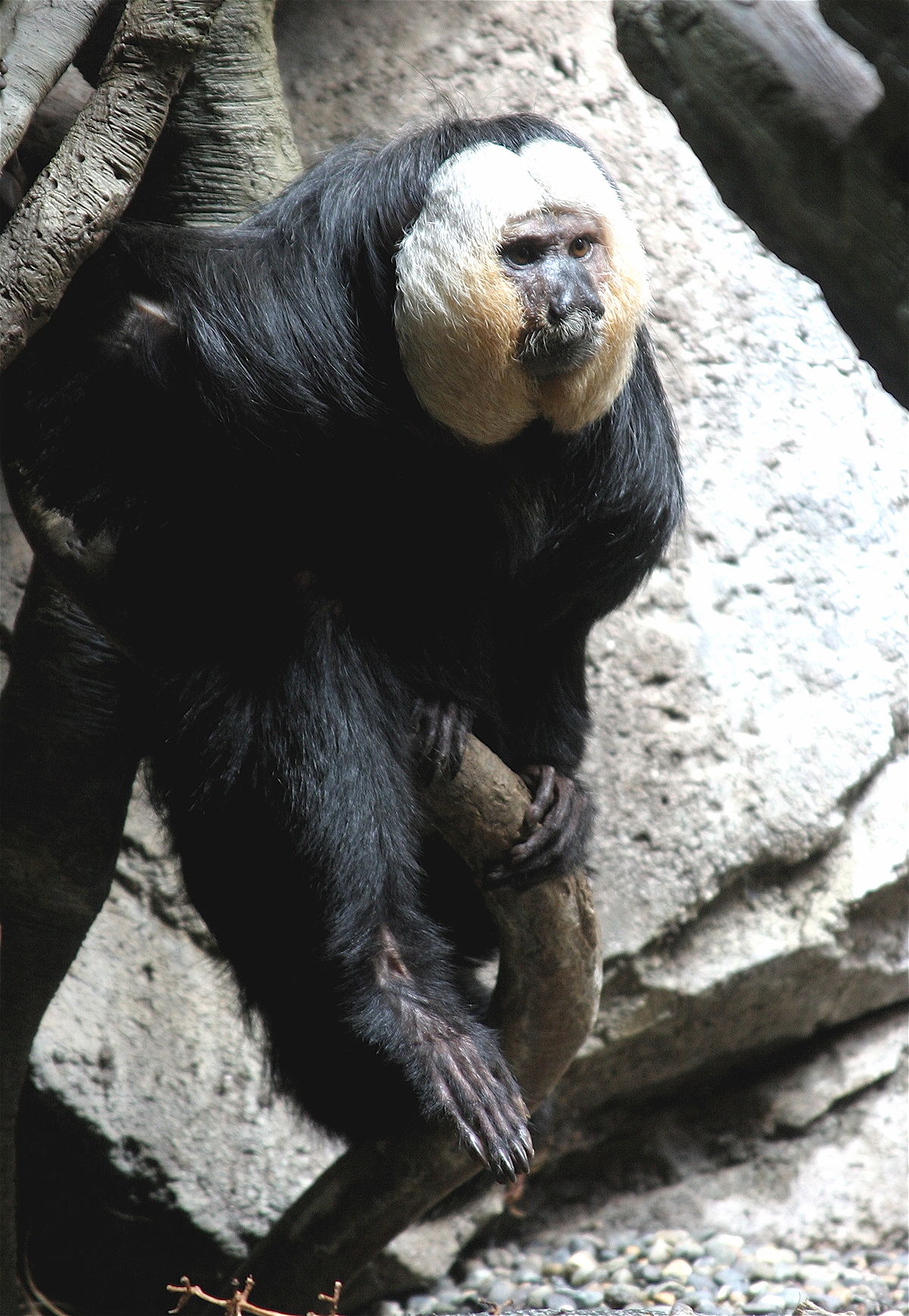 Saki monkey - Wikipedia