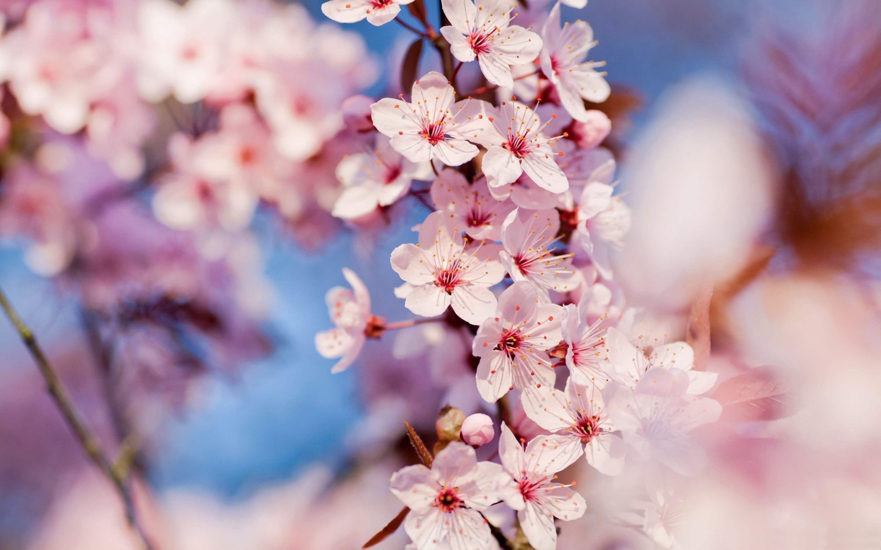 Sakura flower HD Desktop Wallpapers | 7wallpapers.net