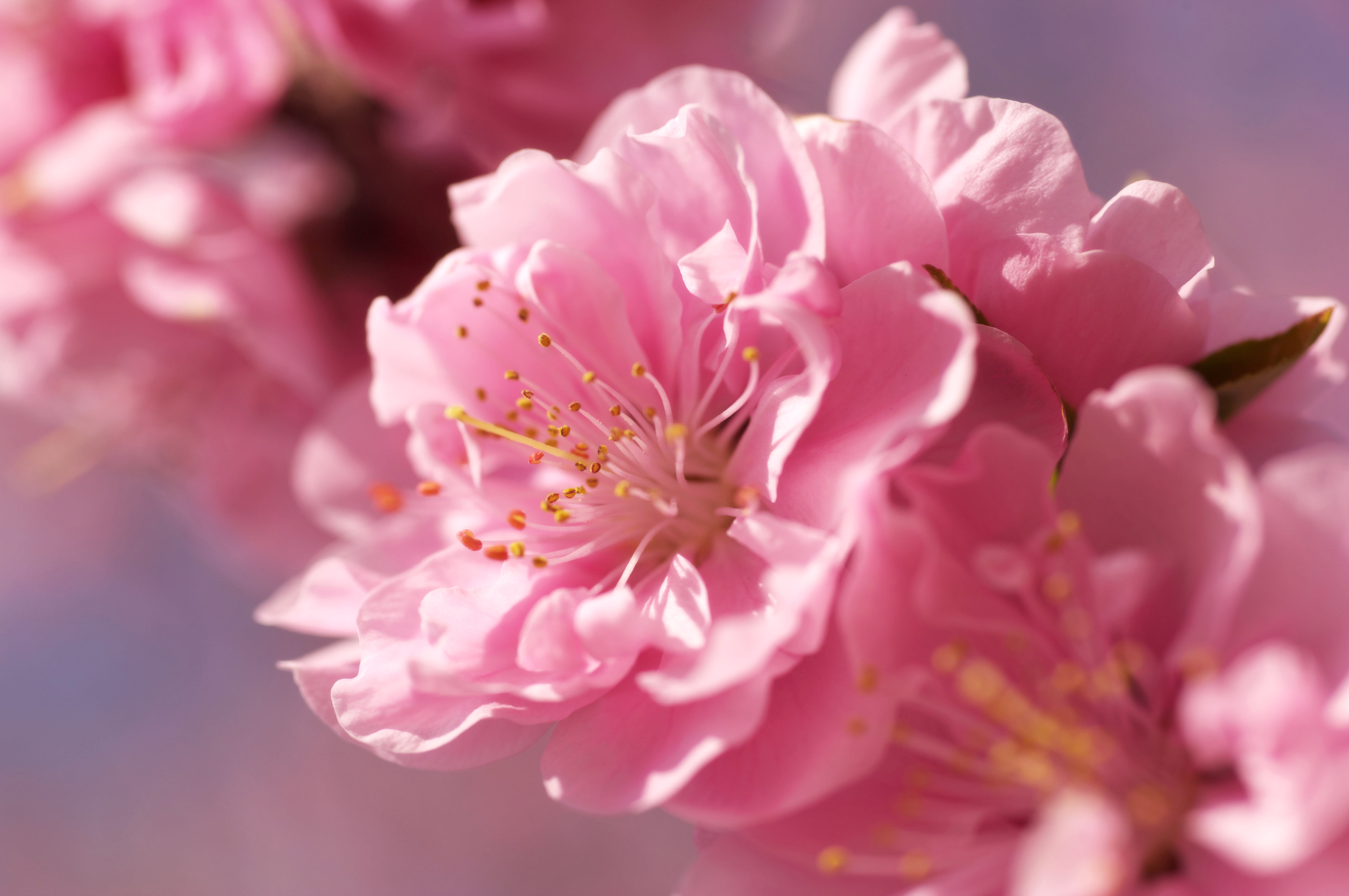 Sakura Flower Widescreen Wallpaper 51324 4288x2848 px ~ HDWallSource.com