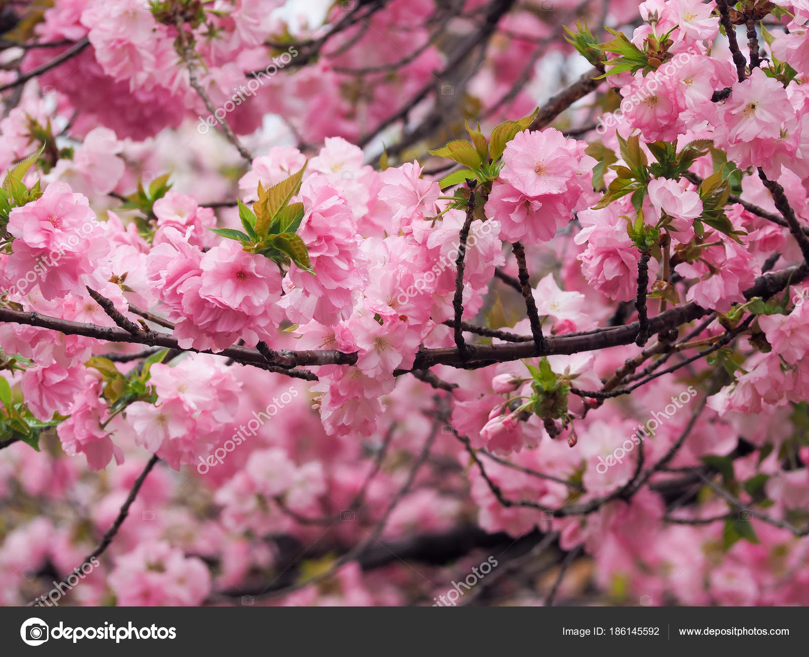 Beautiful Pink Sakura Flowers Japan Selective Focus Close — Stock ...