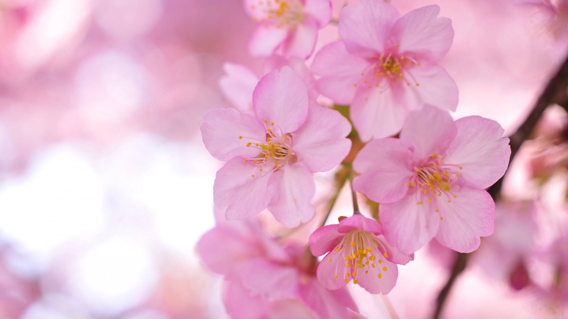 Flowers: Spring Sakura Flowers Nature Blurring Pink Flower Nice ...