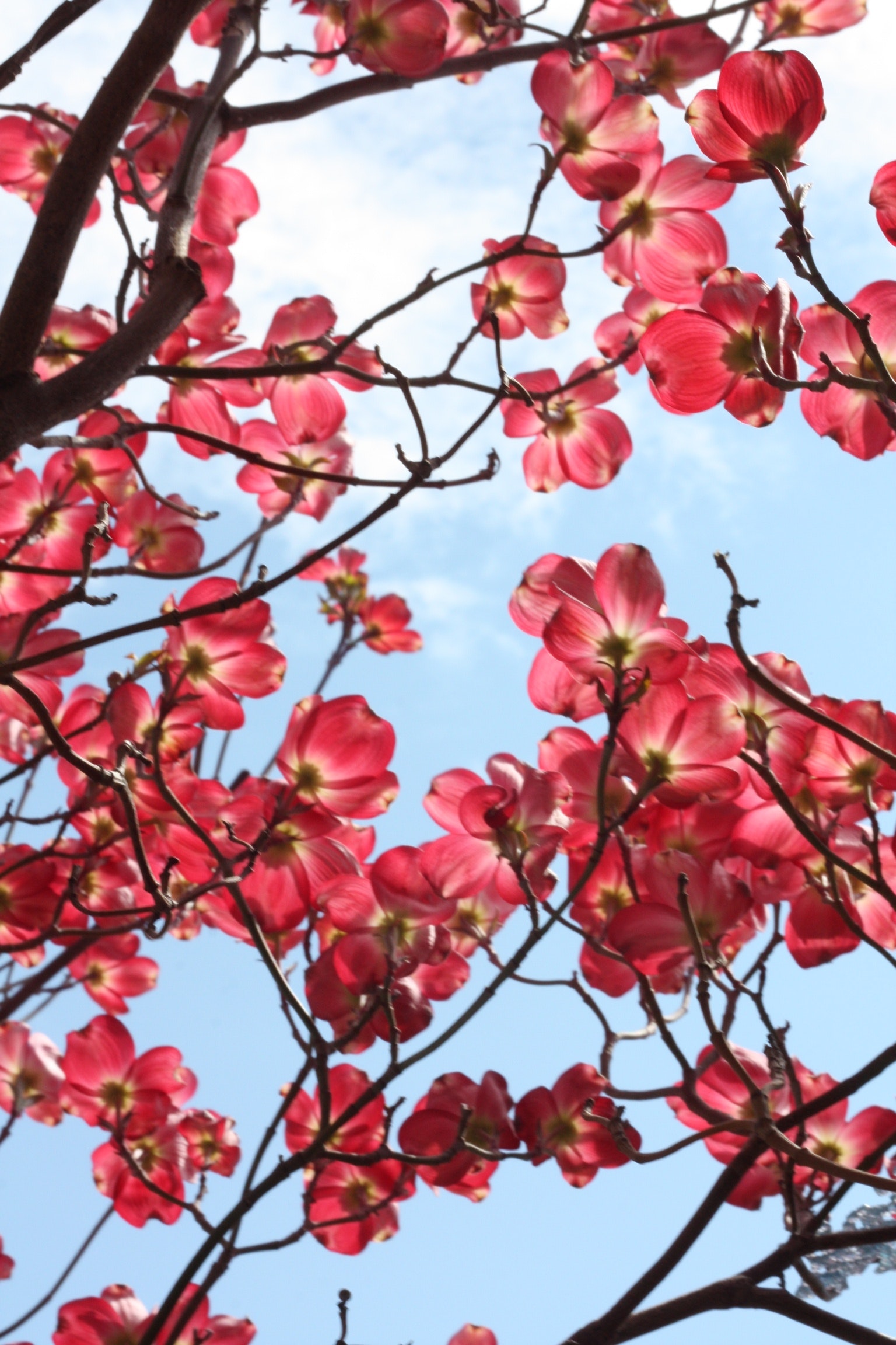 Sakura tree at daytime photo