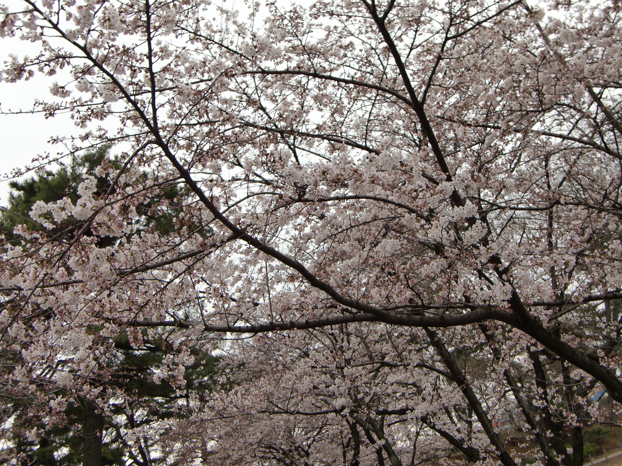 Sakura photo