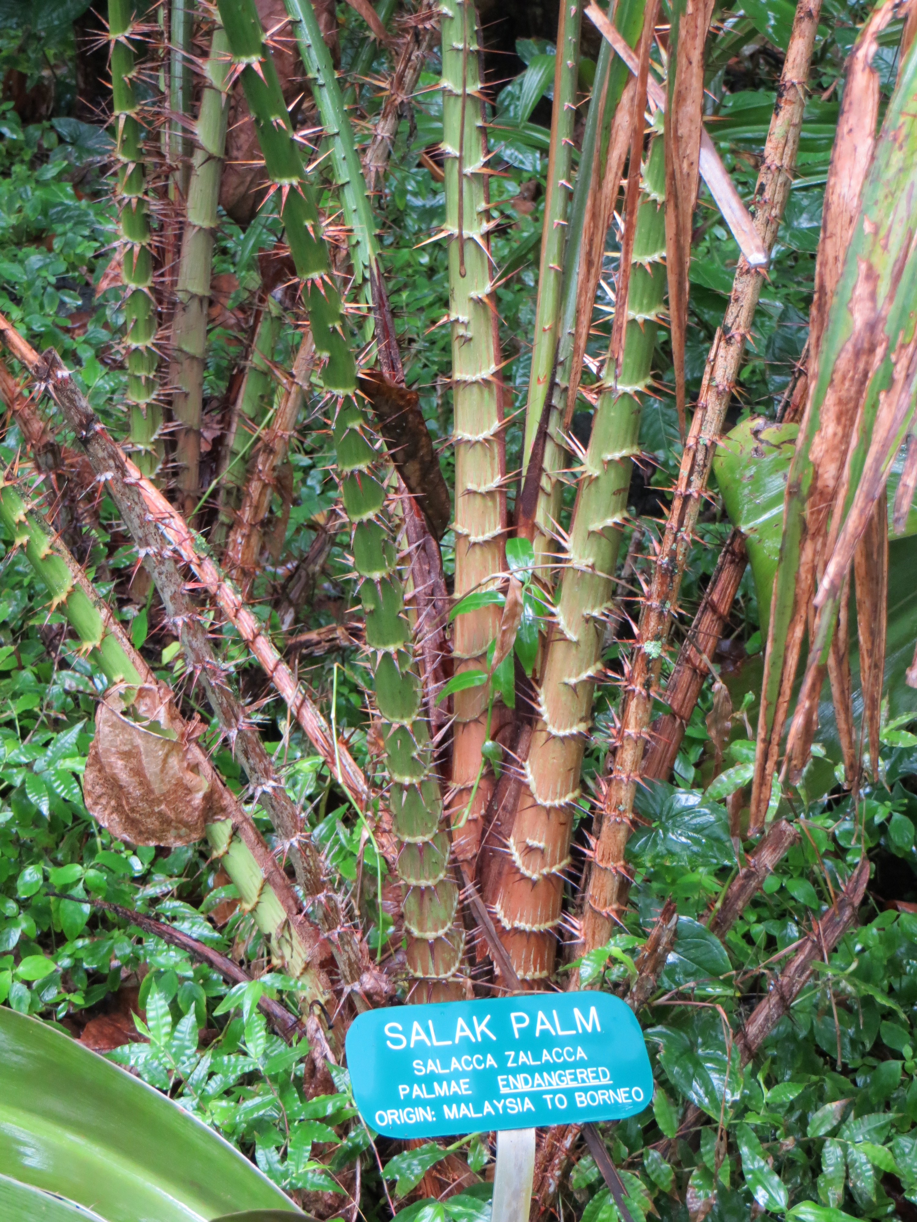 Salacca zalacca Images - Useful Tropical Plants