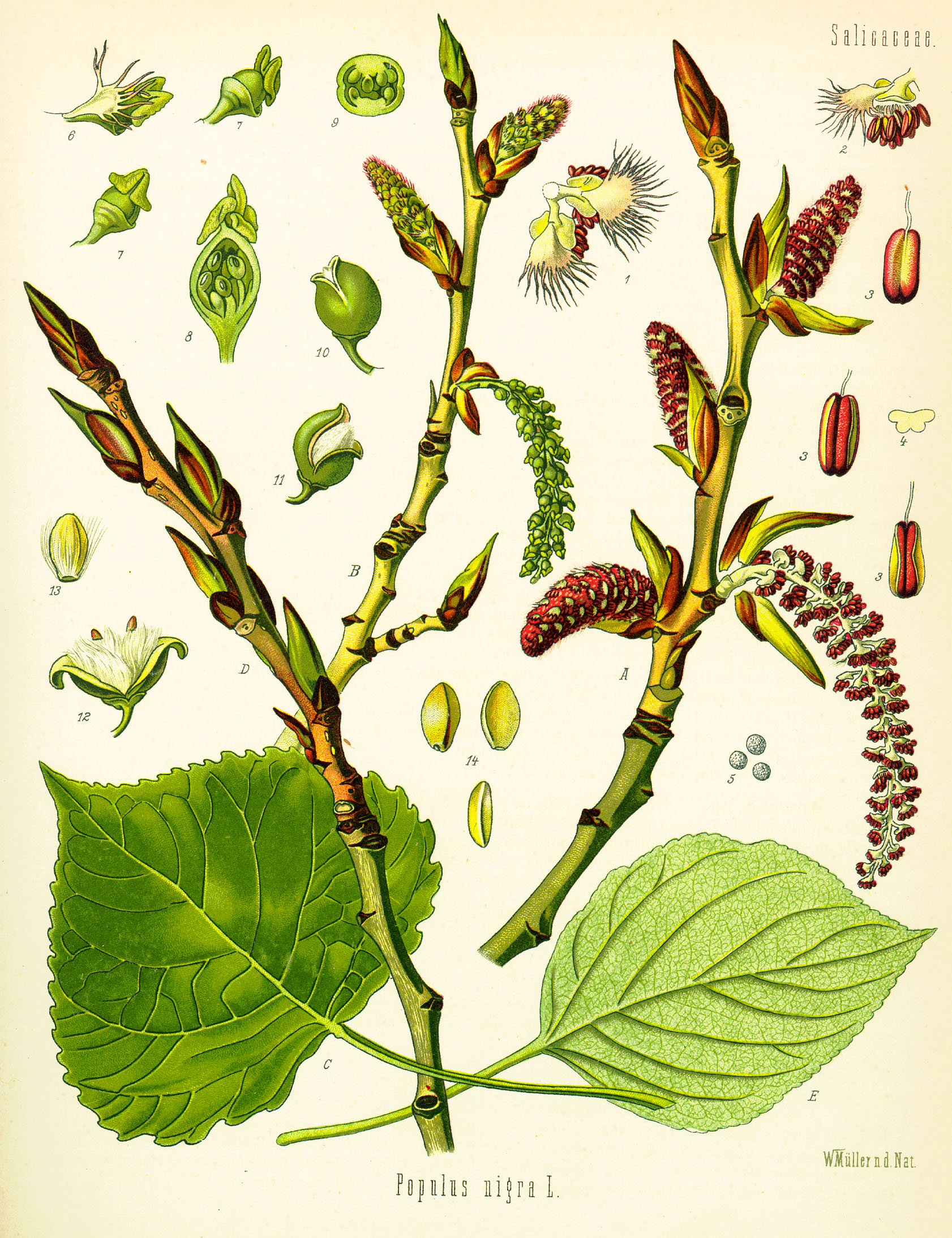 Salicaceae Page