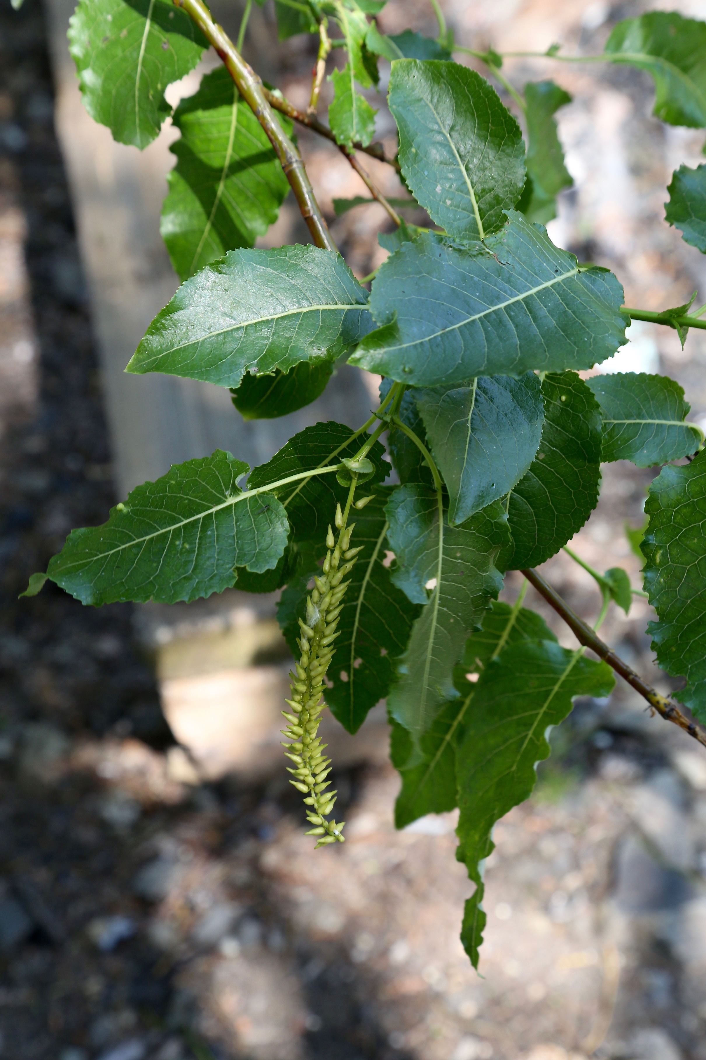 File:Salix cardiophylla (Salicaceae) (36017622642).jpg - Wikimedia ...