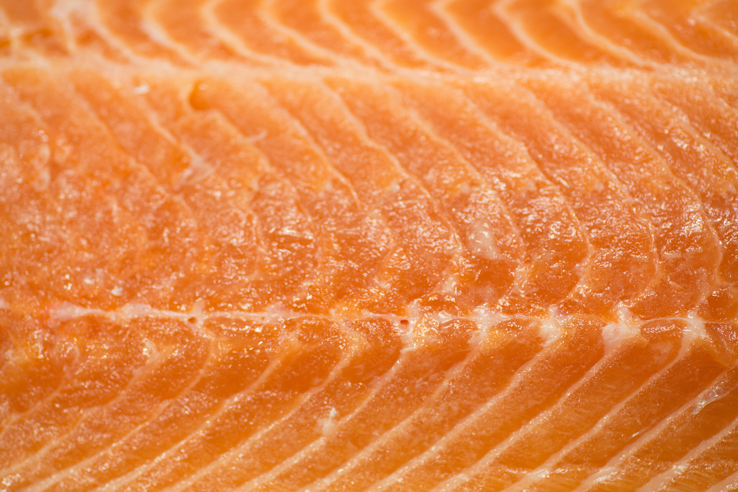 Salmon, Atlantic, Fresh, Sea-food, Sea, HQ Photo