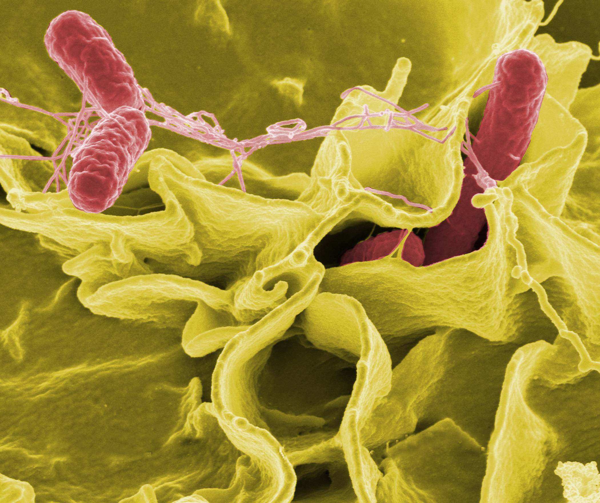 Warmer Temperatures Could Mean More Salmonella Outbreaks | Popular ...