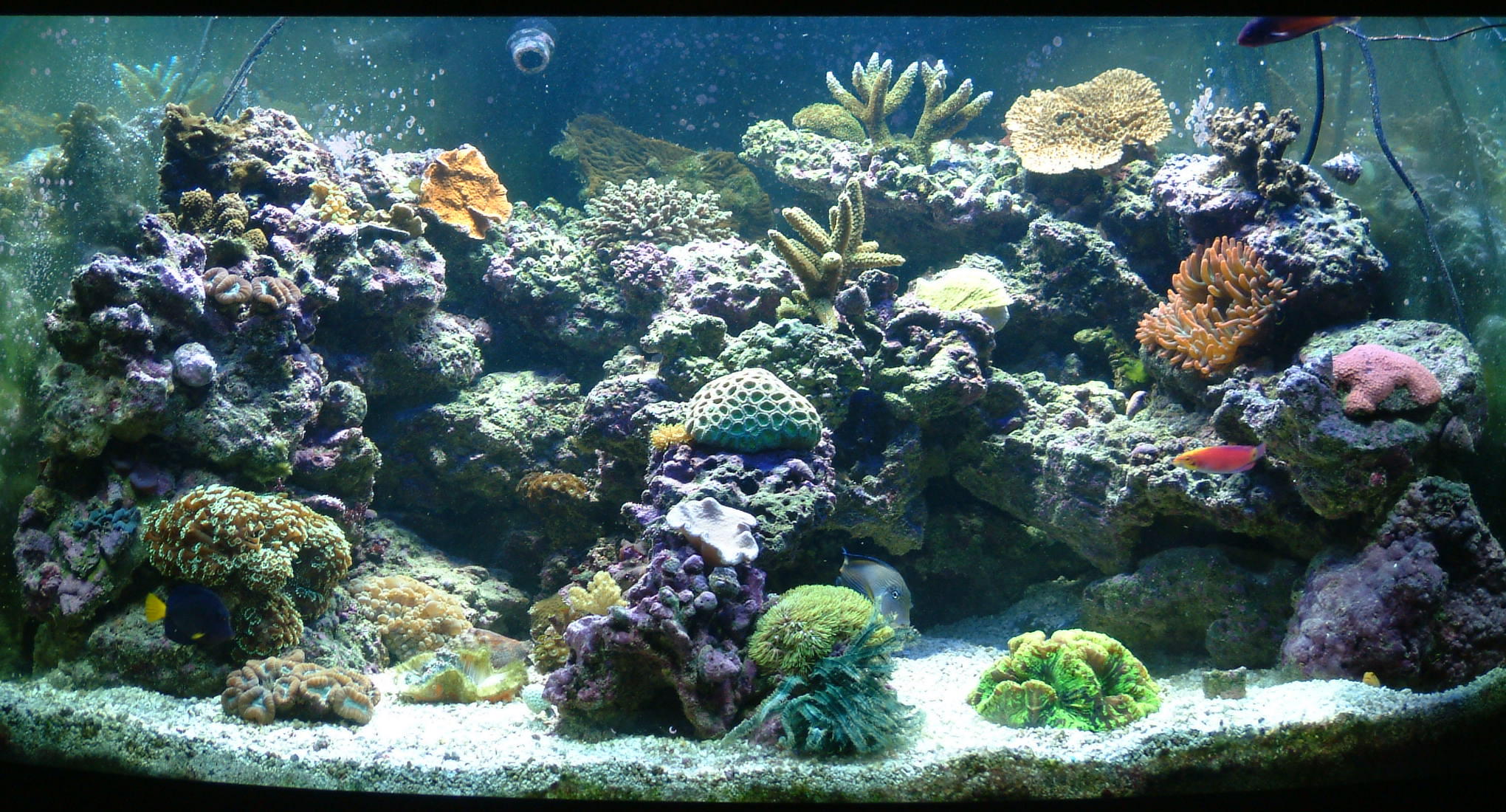 Saltwater aquarium photo