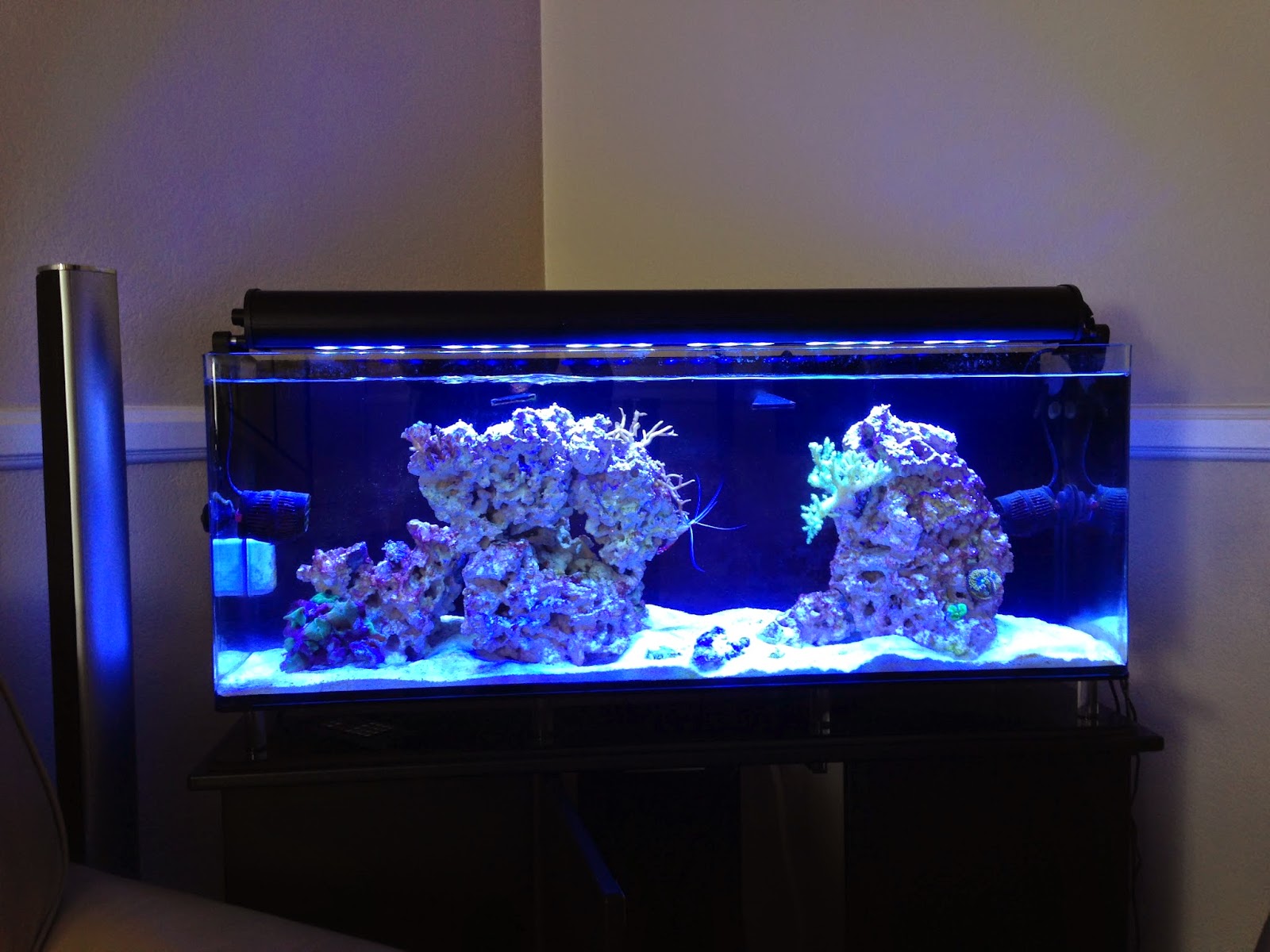 My First Saltwater Aquarium (at home): Part 3—Going on Vacation ...