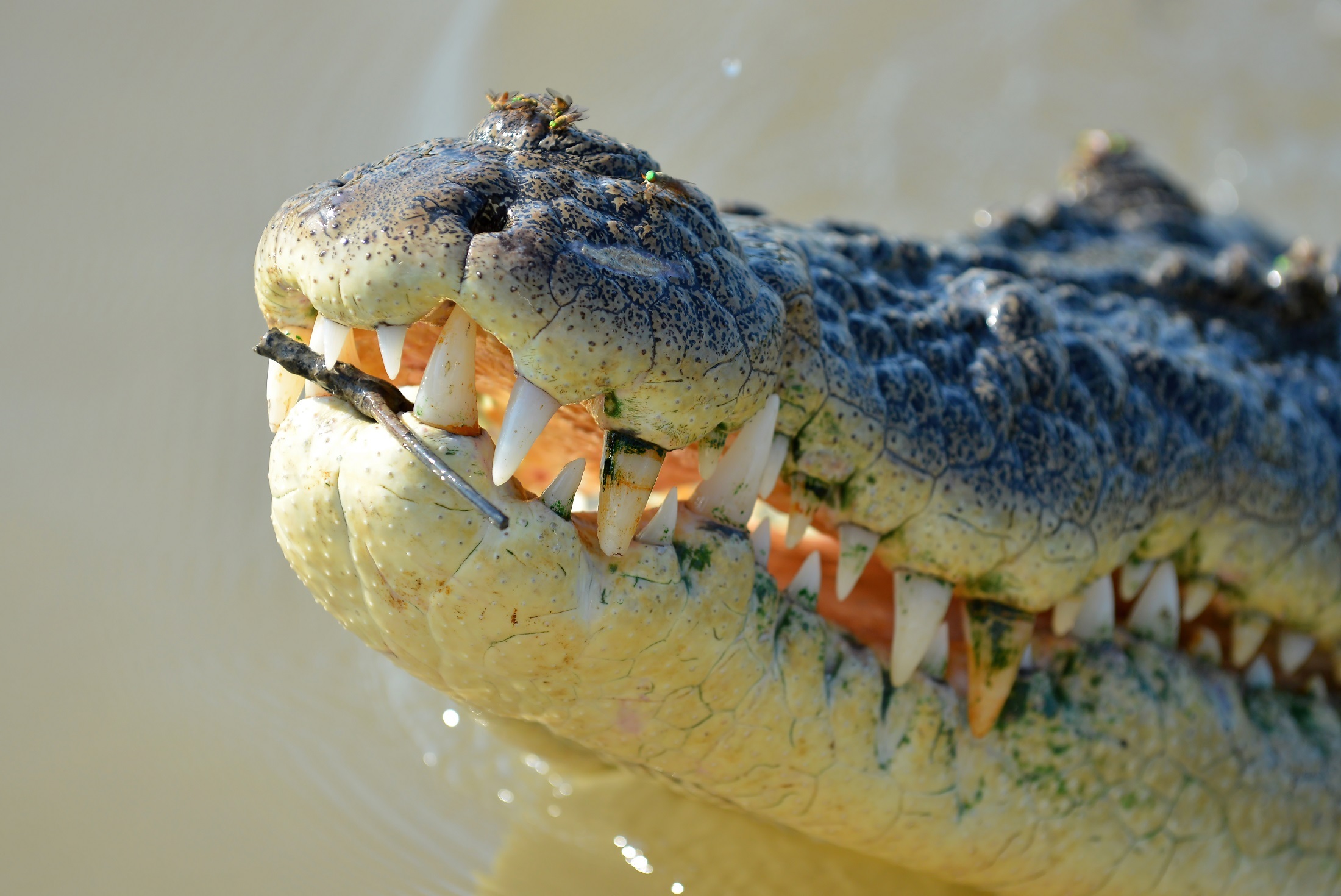 Saltwater croc photo