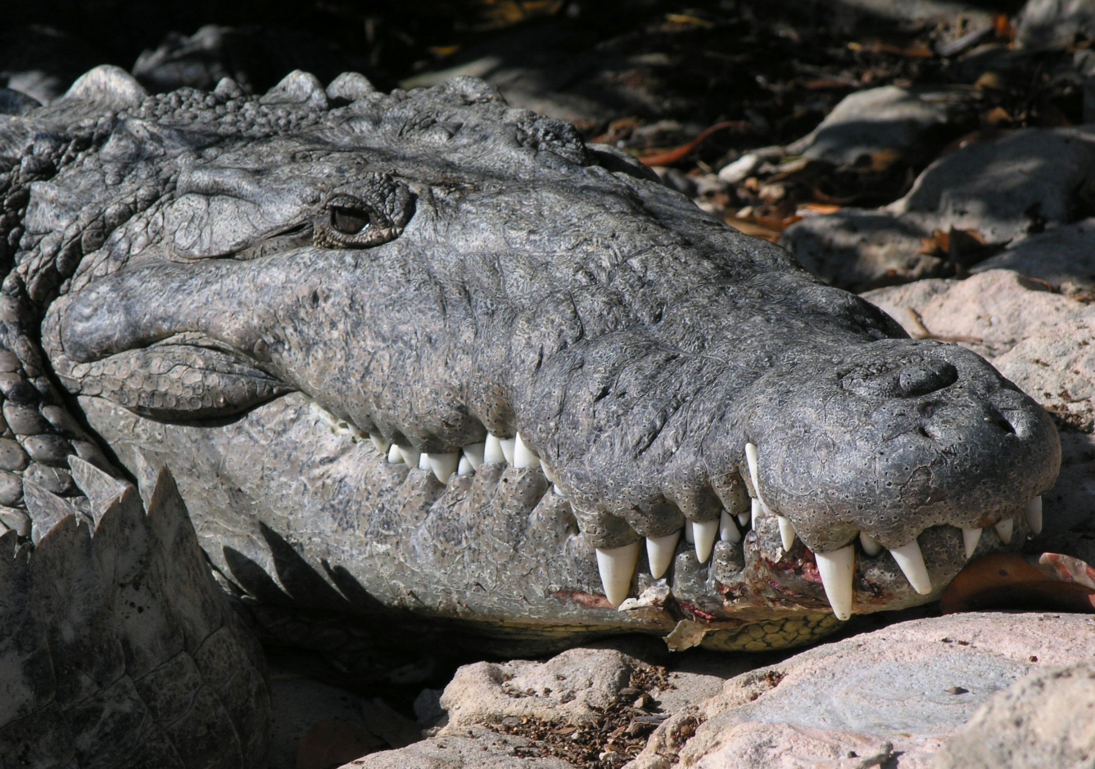 Saltwater croc photo