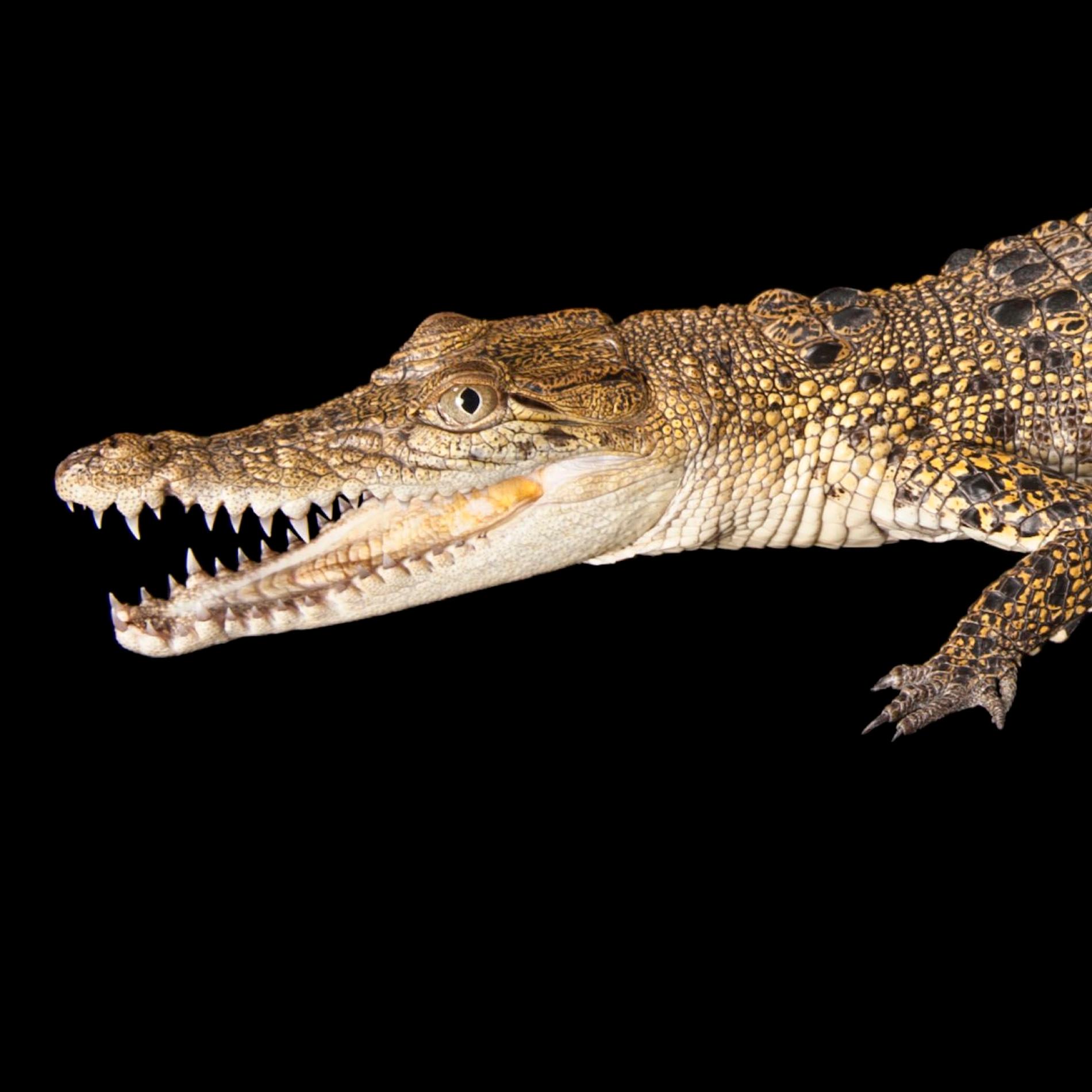 Saltwater Crocodile | National Geographic