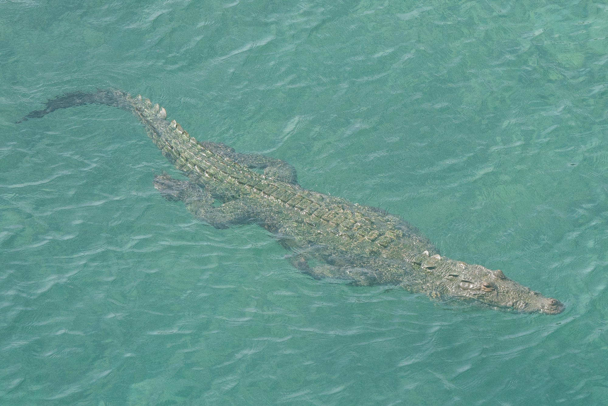 When crocodiles go to sea | Animal Behaviour | Earth Touch News