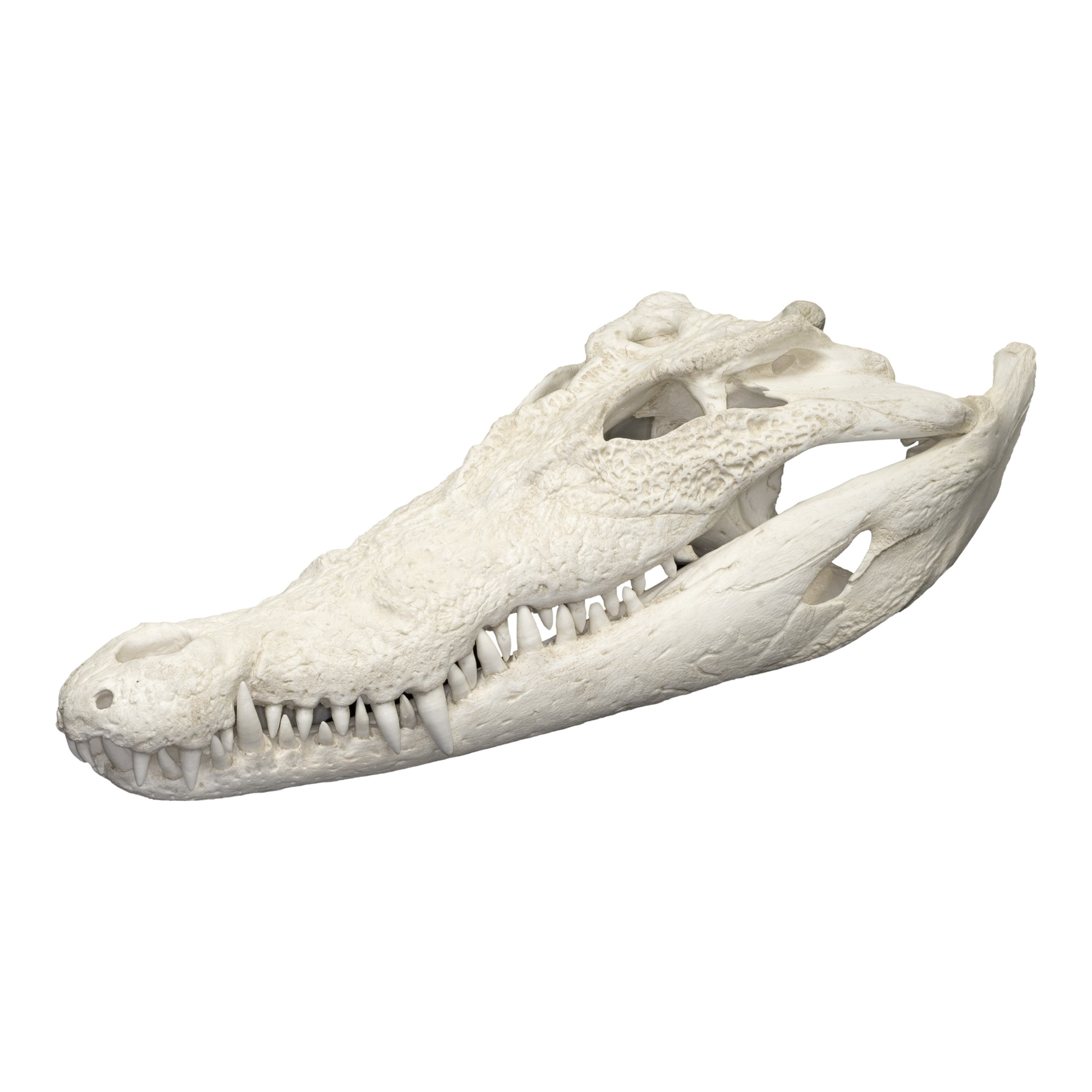 Replica Saltwater Crocodile Skull For Sale – Skulls Unlimited ...