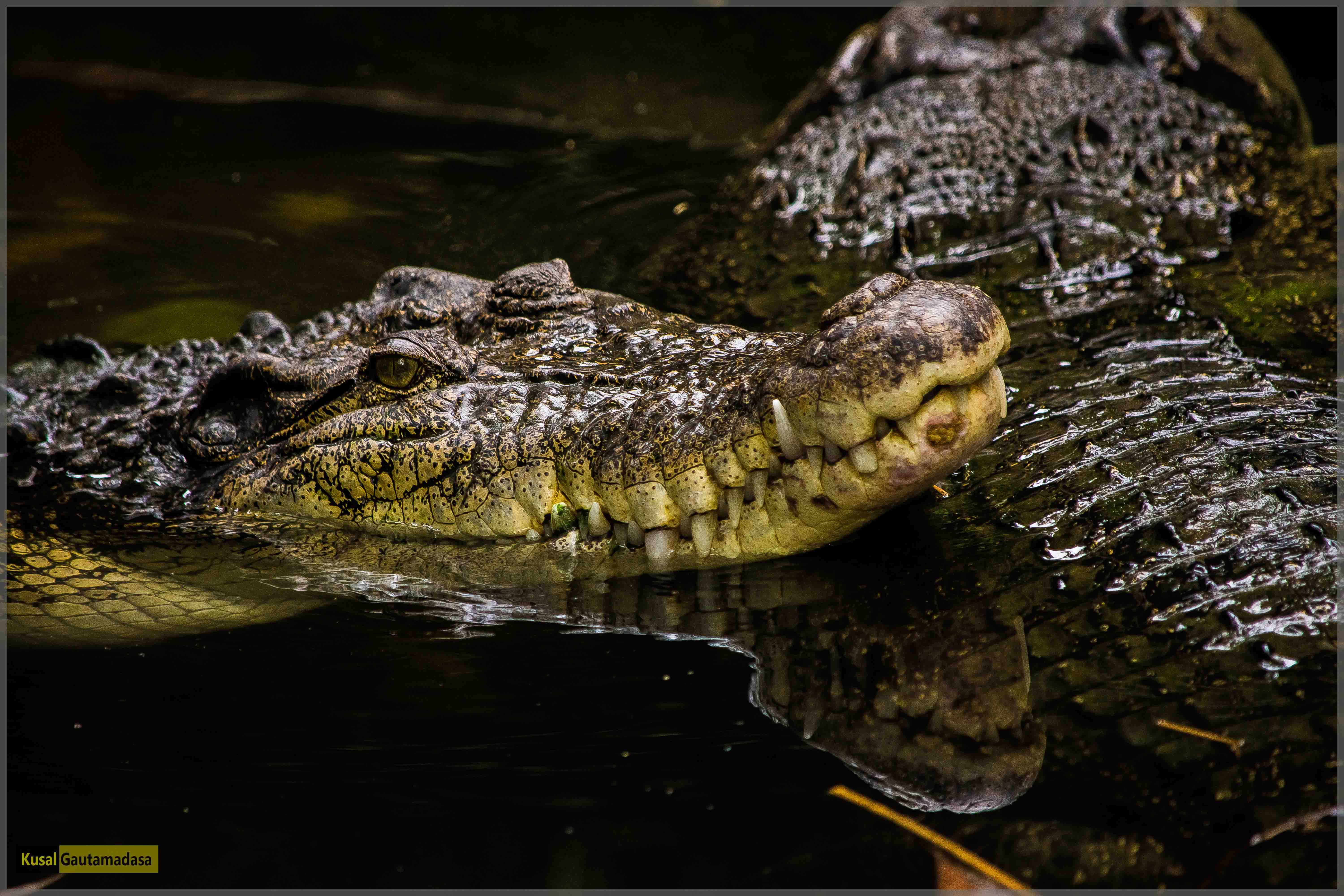 Saltwater crocodile ( Crocodylus porosus ) - Ceylon Shots | Sri ...