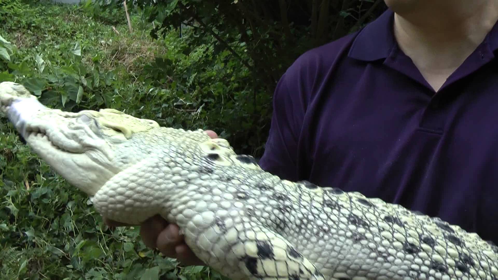 Albino Salt water crocodile Porosus - YouTube