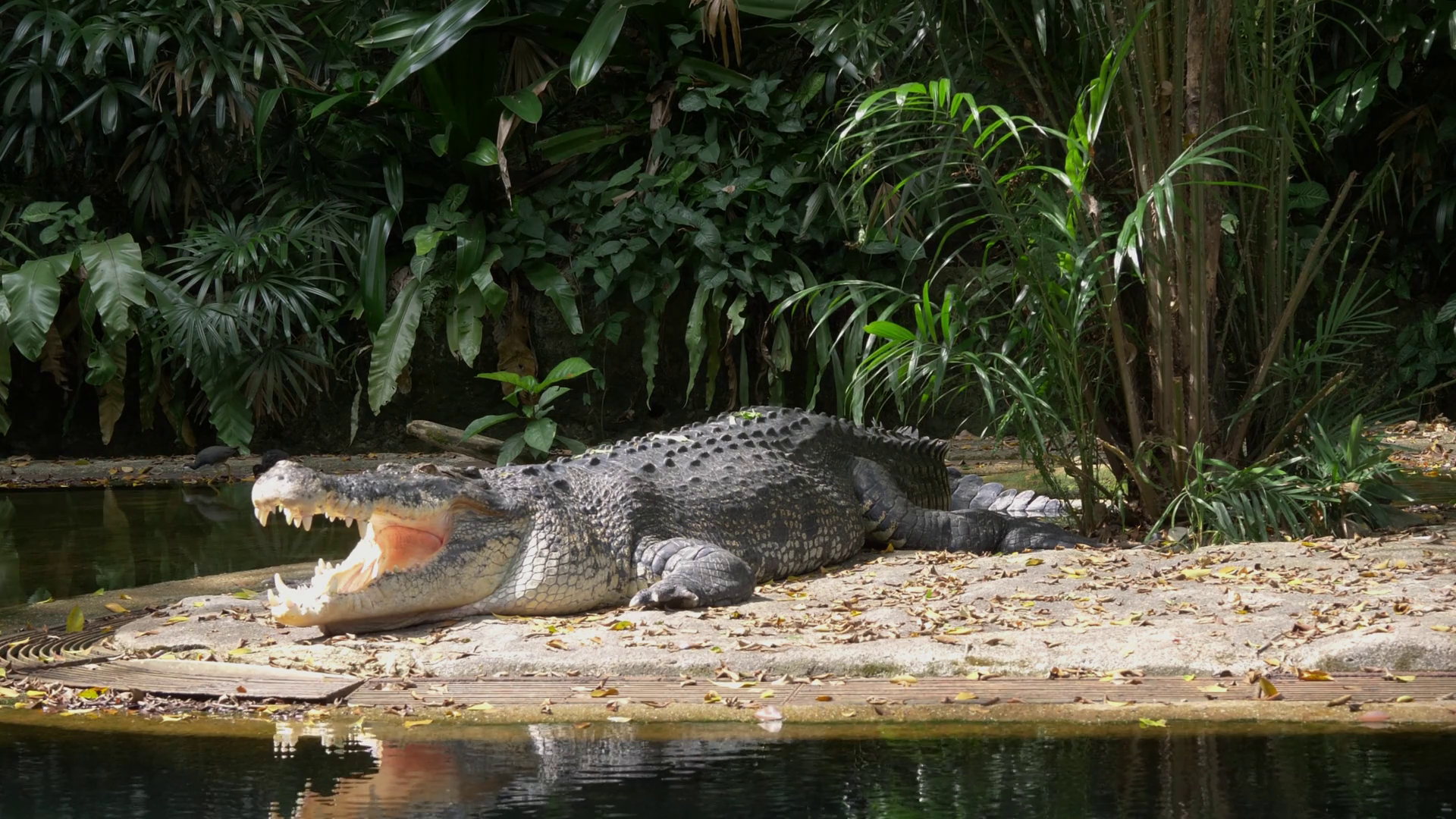 Long Shot Of Saltwater Crocodile Basking In The Sun Stock Video ...