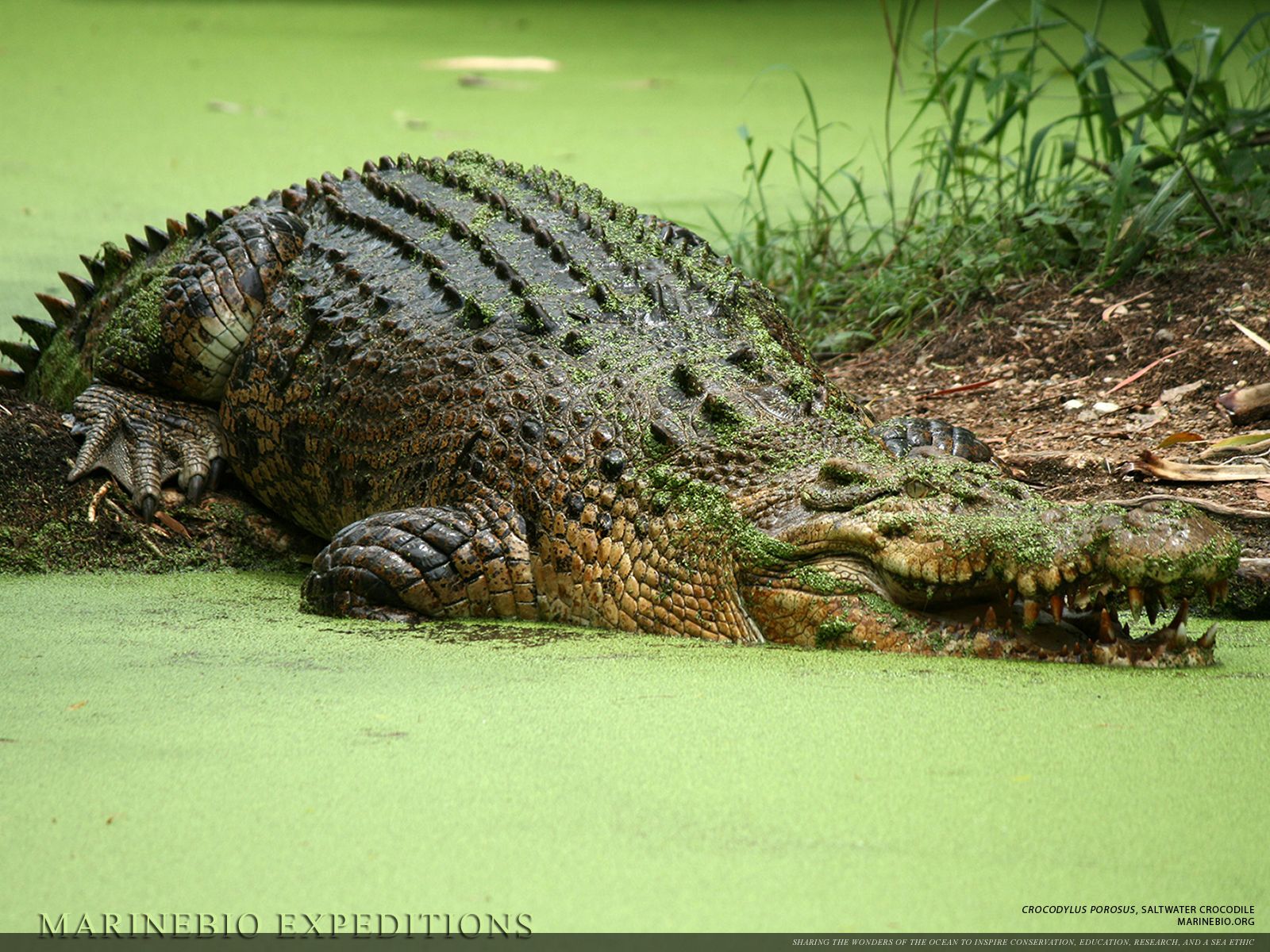 Salt Water Crocodile. Sitting at the top of its food chain the ...