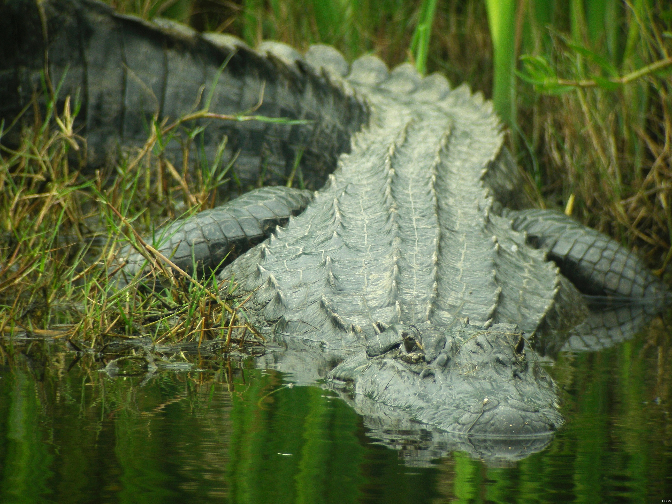 Крокодилы в соленой воде. Нильский крокодил. Нильский крокодил Дикая природа. Аллигатор в воде. Крокодил в воде.