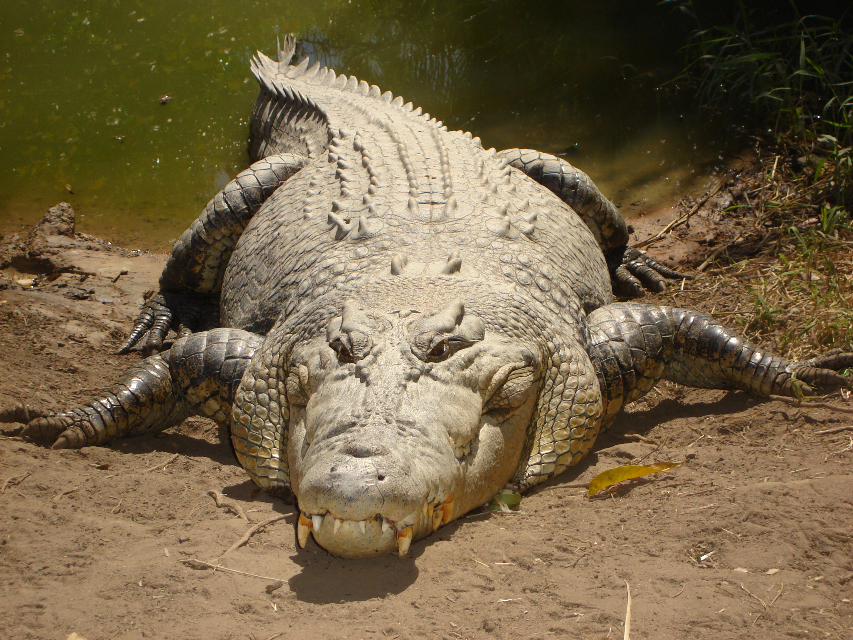 File:Saltwater crocodile.jpg - Wikimedia Commons