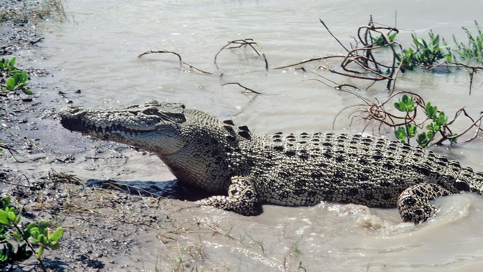 saltwater crocodiles in Malaysia Archives - Clean Malaysia