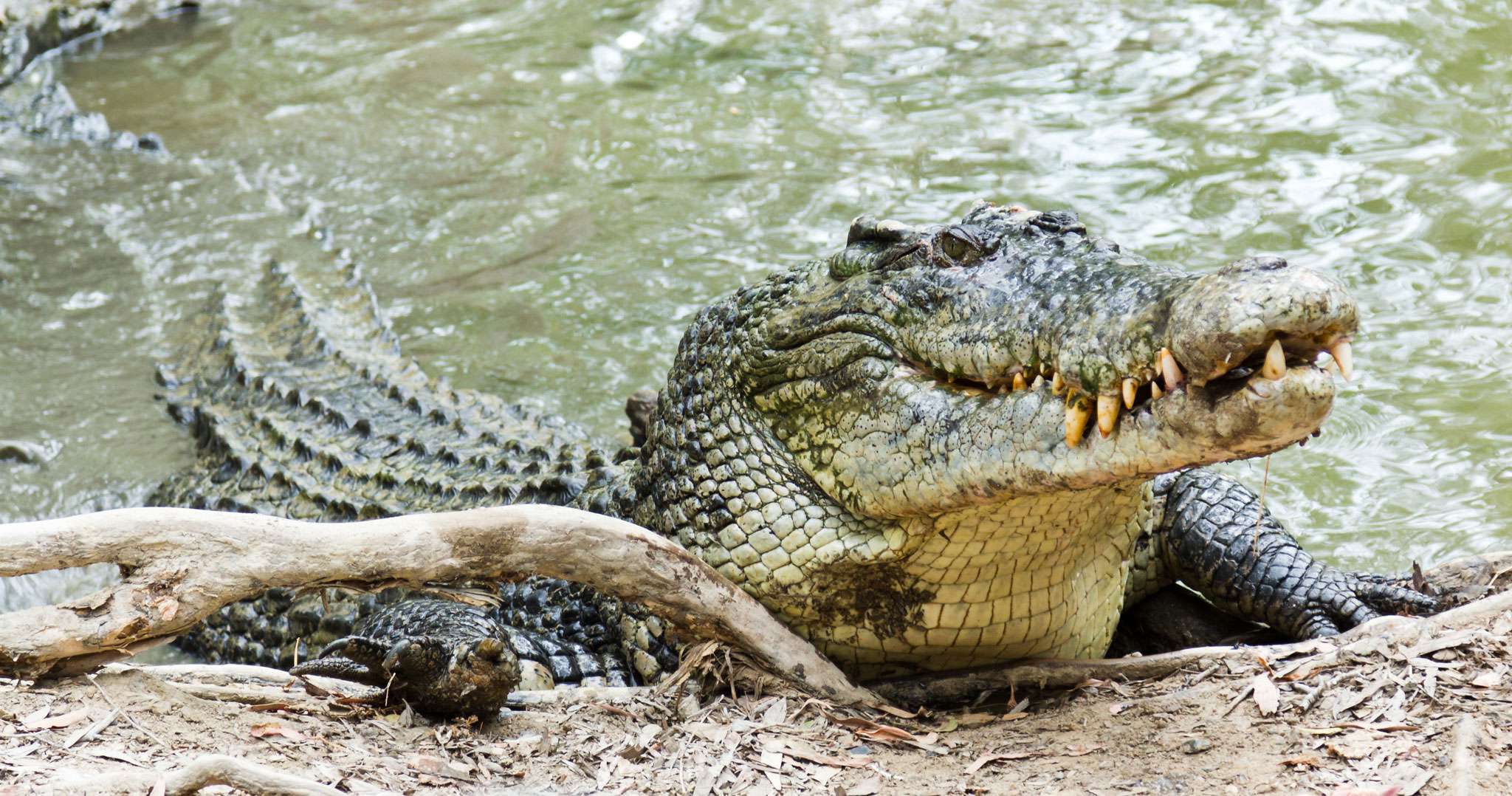Saltwater Crocodile Habitat, Diet & Reproduction - NSW