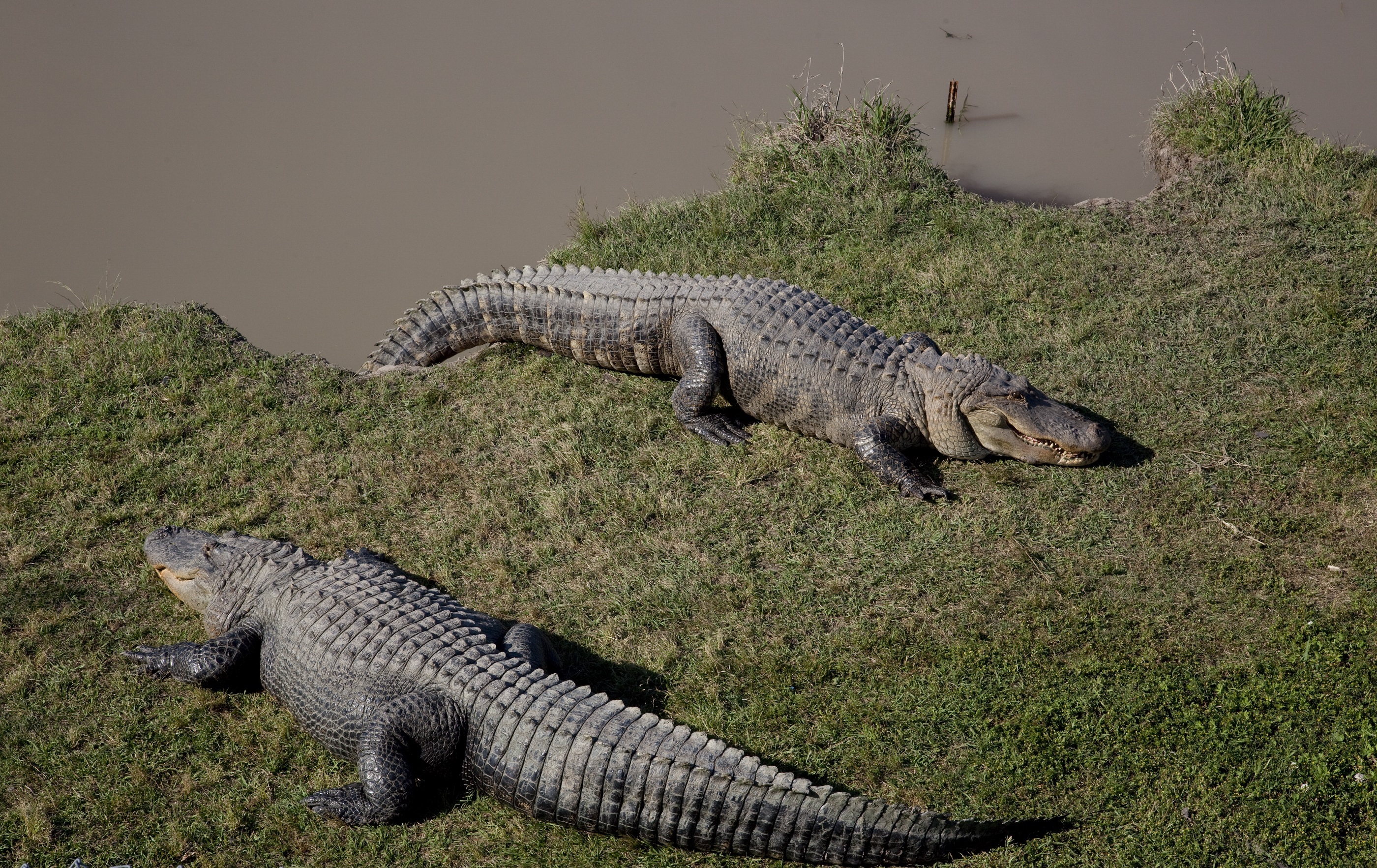 Graphical Crocodile