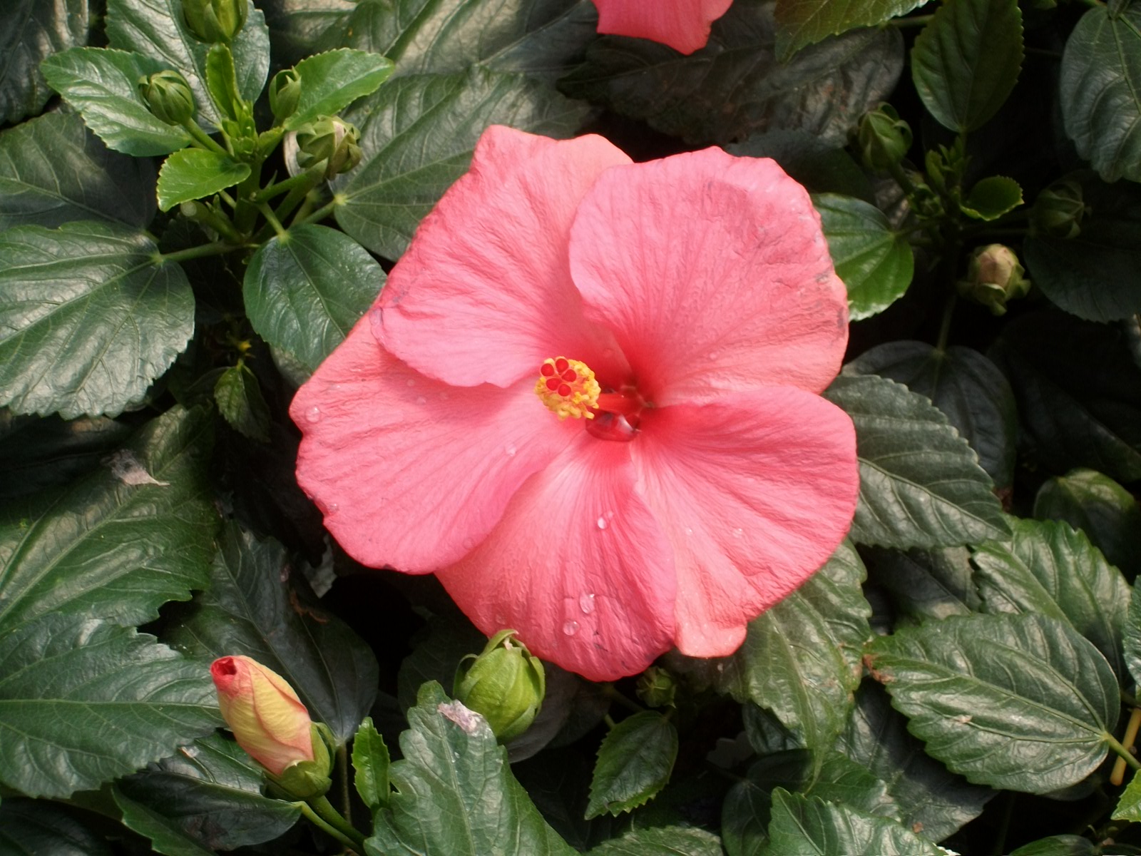 Samoa Wind (Pink) Tropical Hibiscus