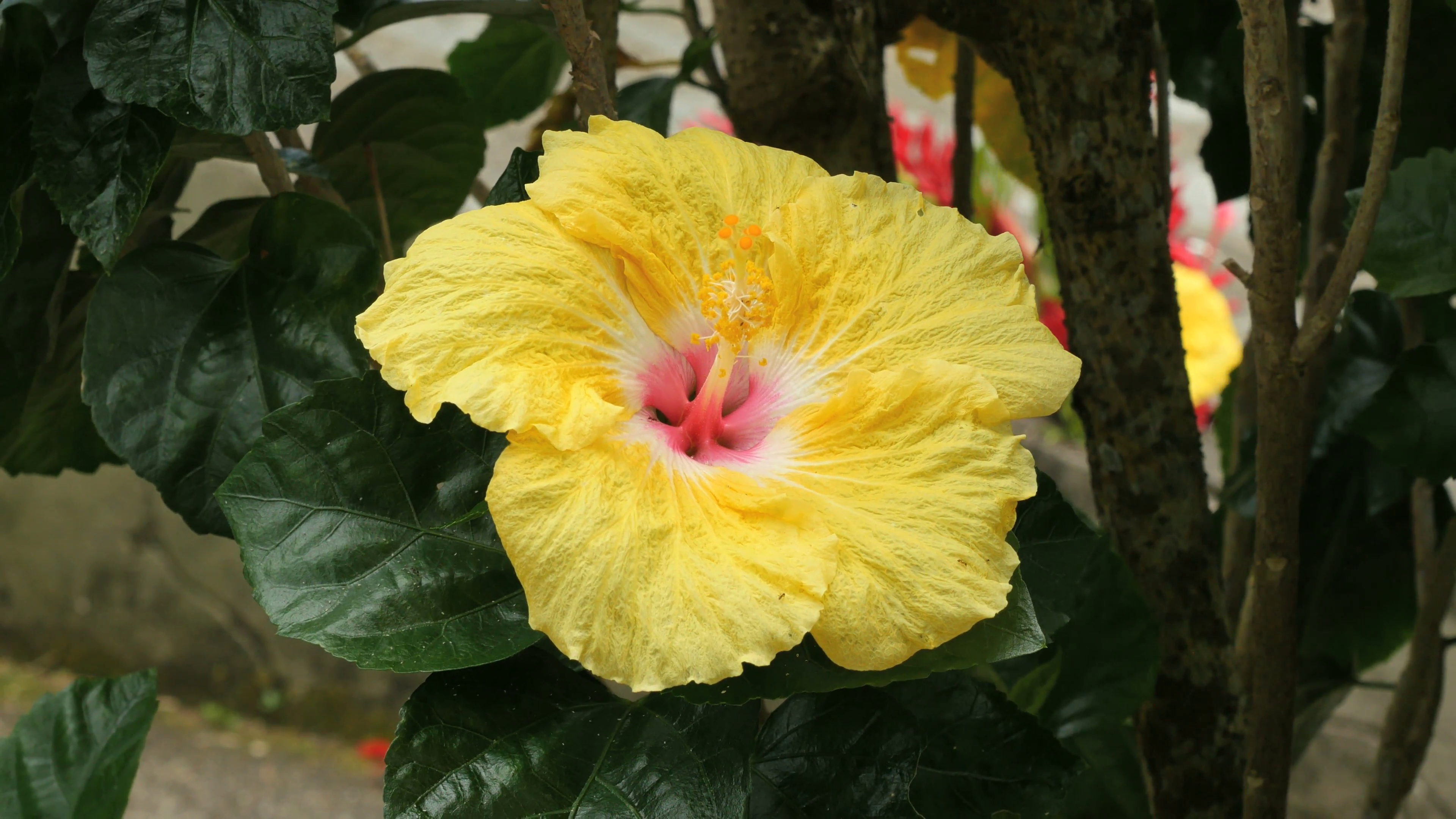 Static wide shot of a blooming yellow hibiscus flower, American ...