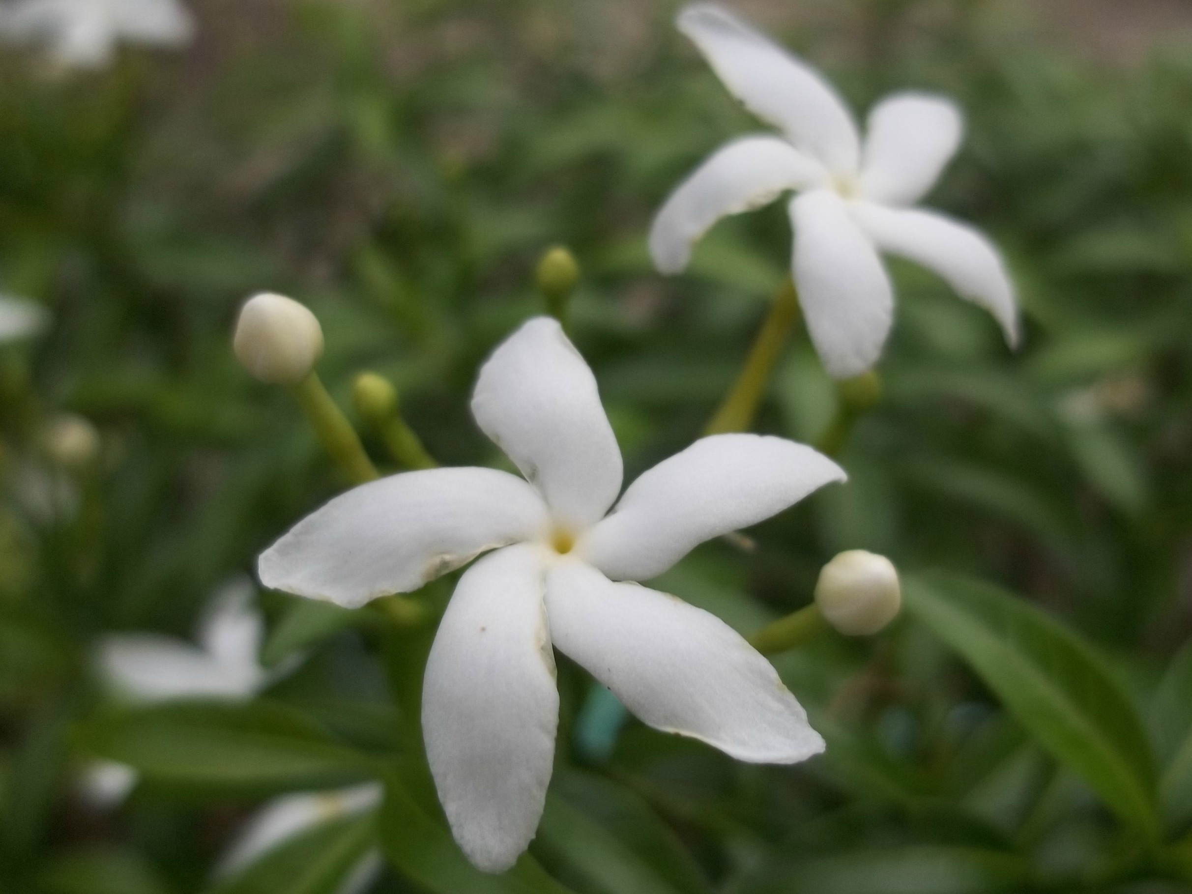 36 Sampaguita flowers – Snapshots by Twinkle