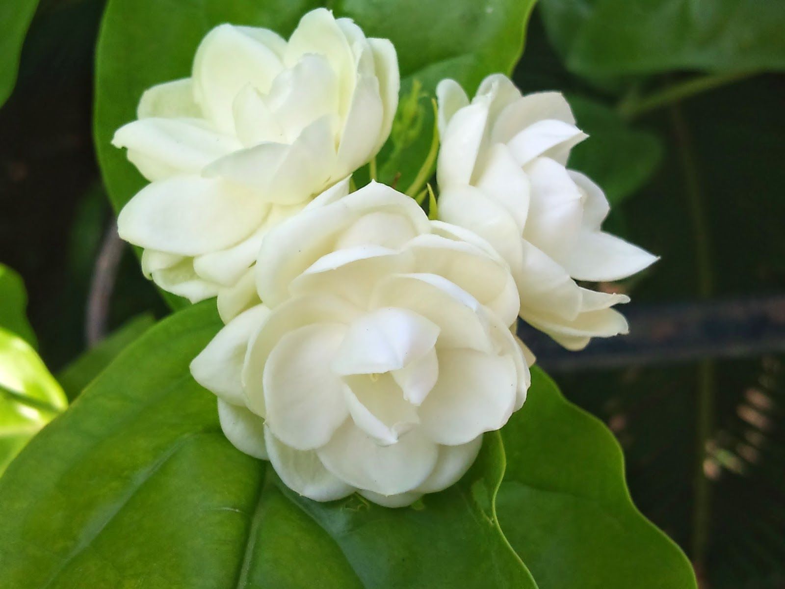 Sampaguita - The National Flower of The Philippines. | Flowers ...