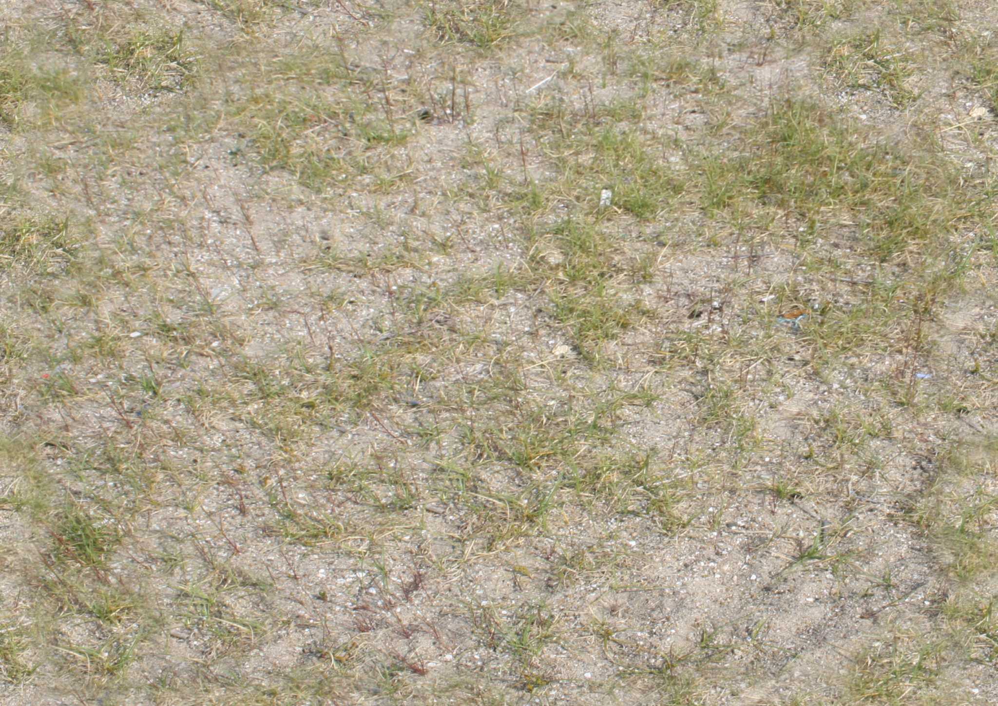 Sand Texture - Sand - Seamless Texture with normalmap | OpenGameArt.org